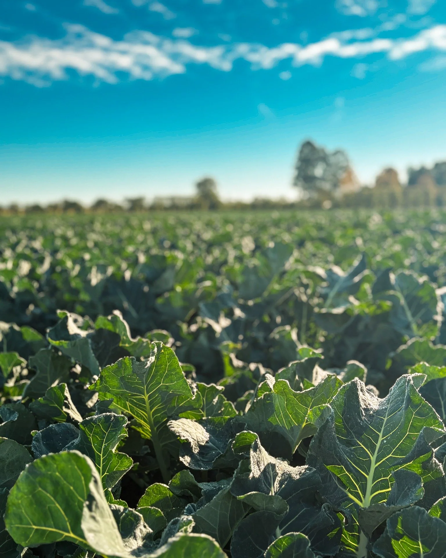 🌱 Pick of the week and 8km fresh! Roughly 170,000 heads of broccoli in this paddock alone being harvested by the day &mdash; headed straight to our stores. Plenty of food for the whānau.
_

FROM PADDOCK TO PLATE TO PUKU 
 
#conningsfoodmarket #conni
