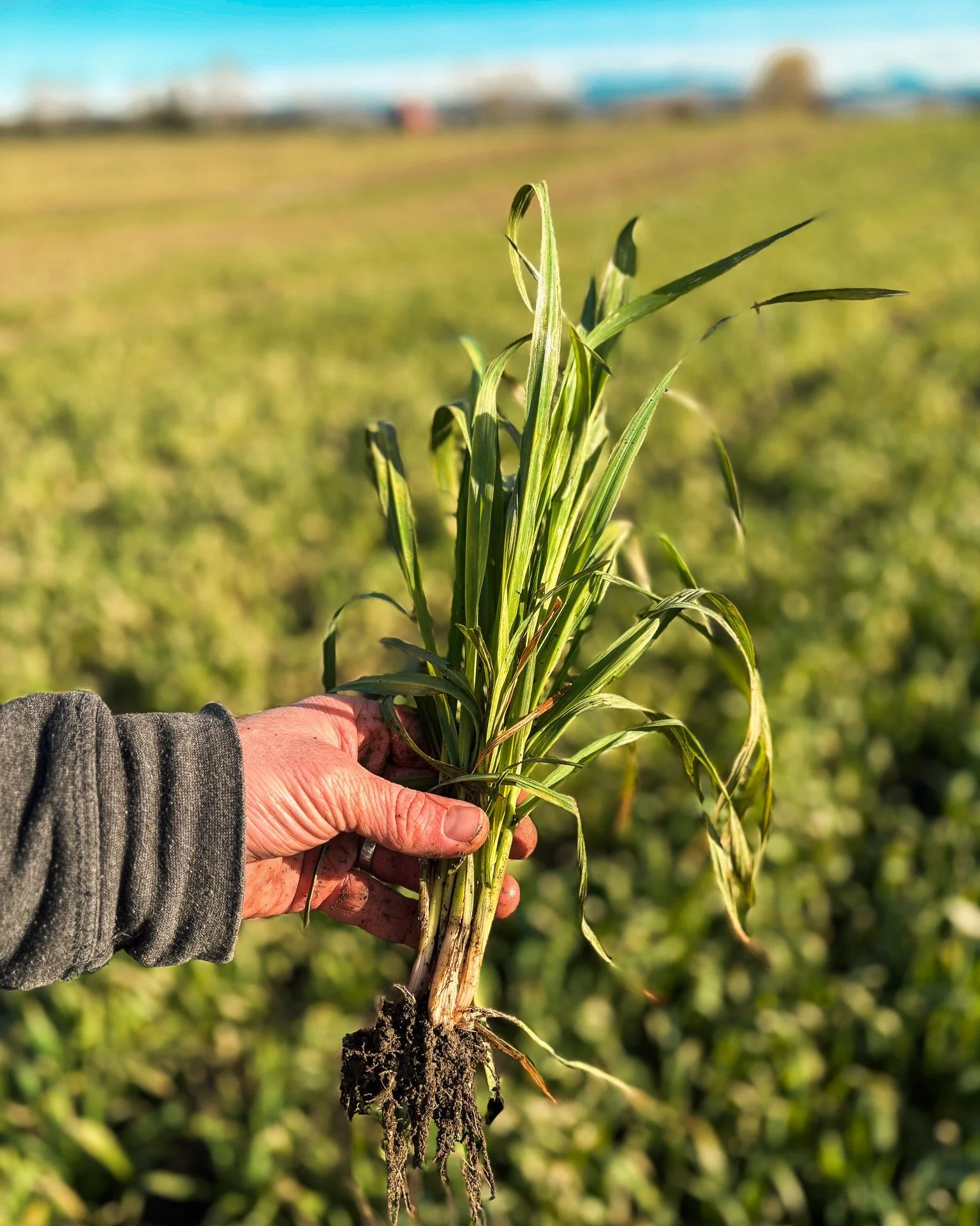 🌱 Oats are our cover crop &mdash; planted over winter to protect the soil and keep it healthy. Come spring, they'll be worked back into the ground, enriching it for our seasonal crops ahead. 

Every season needs a bit of thought &mdash; and our agro