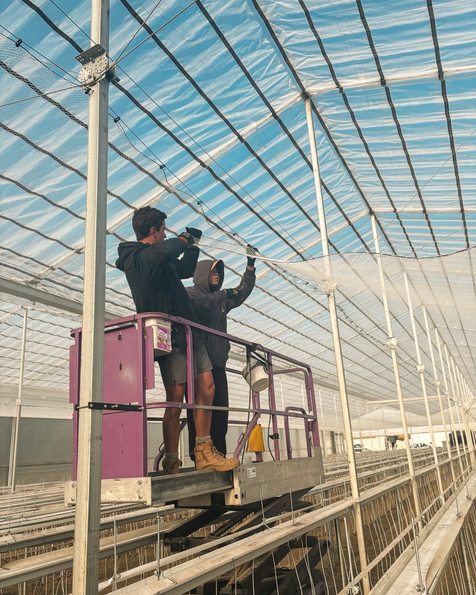 🌱 Turns out the birds are big fans of our CRAVO strawberry shed too. First harvest off the CRAVO shed was a good one. But after a few negotiations with some very determined winged locals, we're putting up netting to protect the next round. It's all 