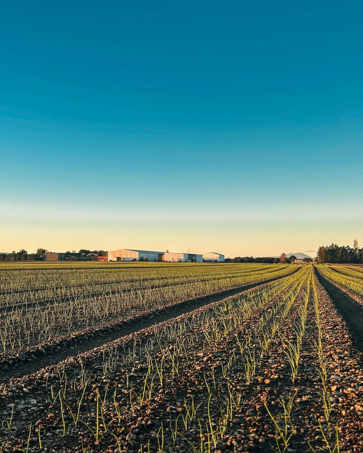 Just before dusk settled over the Waimea Plains, our agronomist Dayne captured this. One block of many &mdash; our onions, growing well, taking their time. There's a lot of heart in this soil.
-

SOWN, GROWN &amp; GATHERED FOR YOU

#conningsfoodmarke