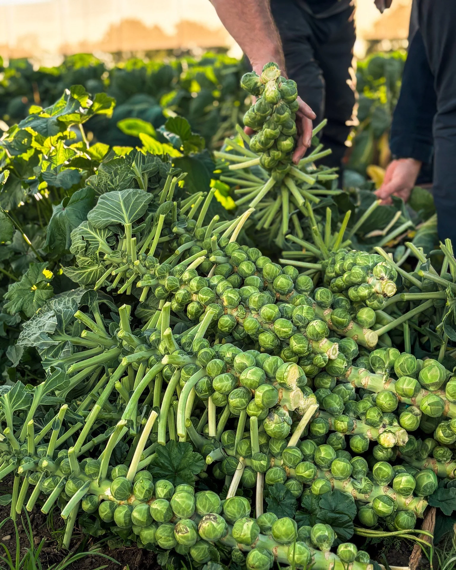 🌱Pick of the week! &mdash; 11,000 brussels sprouts and we've only just started. Each stalk carries 40&ndash;50 sprouts, so there's plenty more coming through. Fresh off the farm and heading straight to our stores. We know they've got a reputation. B
