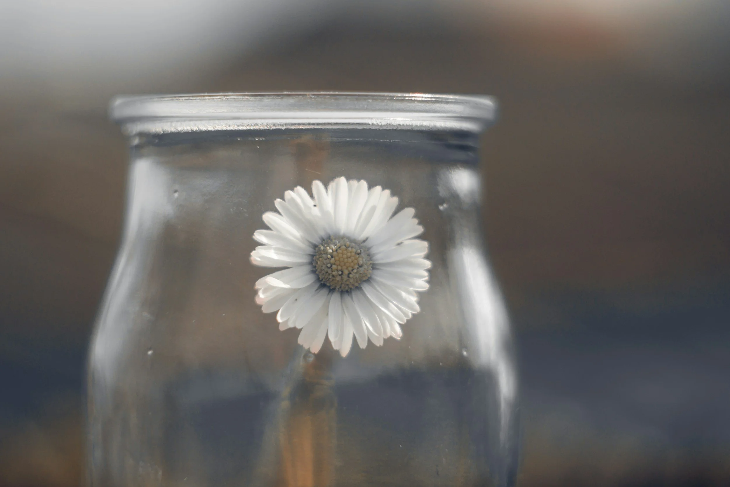 Close-up of a white daisy in a glass jar with a blurred background.