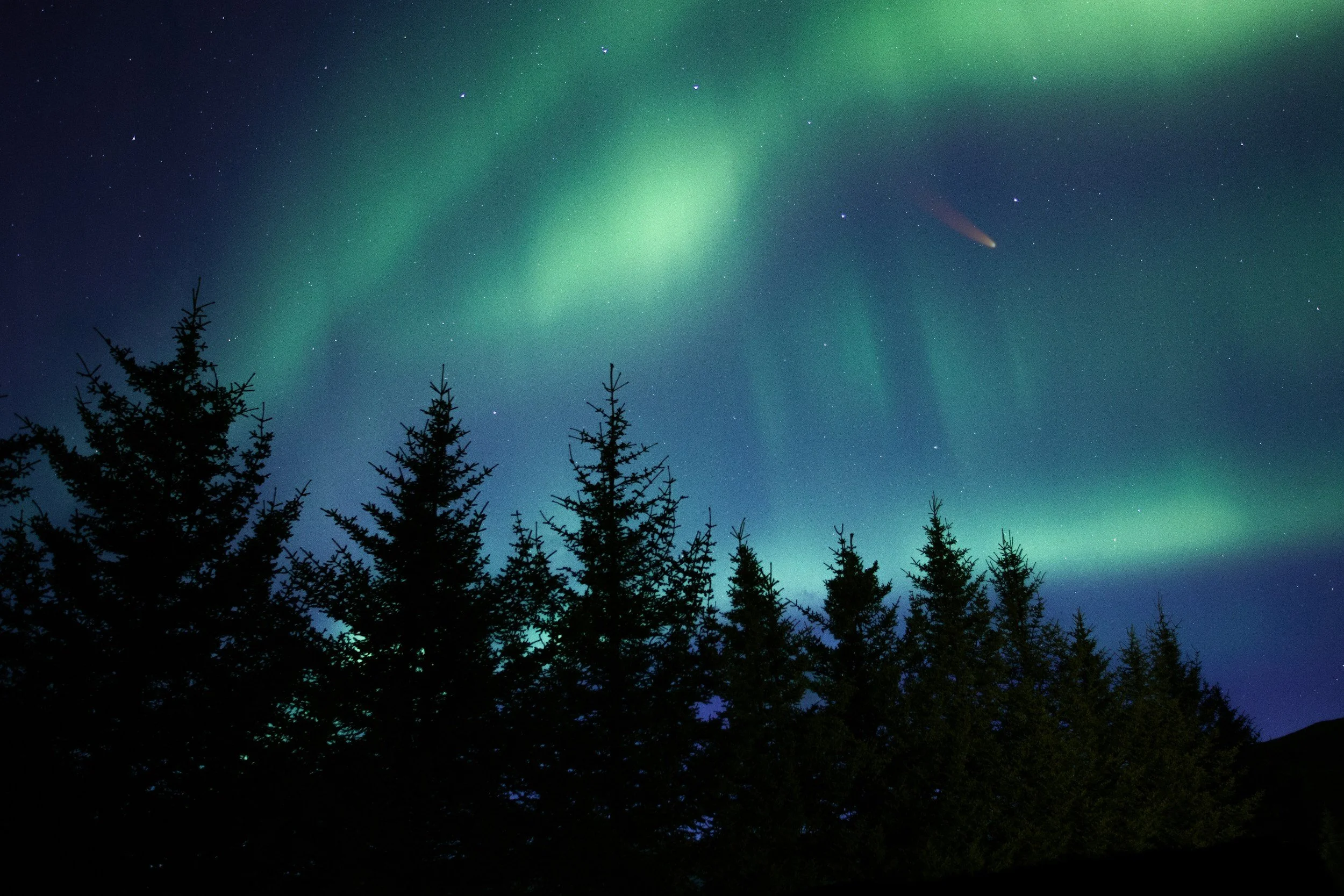 Night sky with green aurora borealis and stars above a silhouette of tall pine trees.