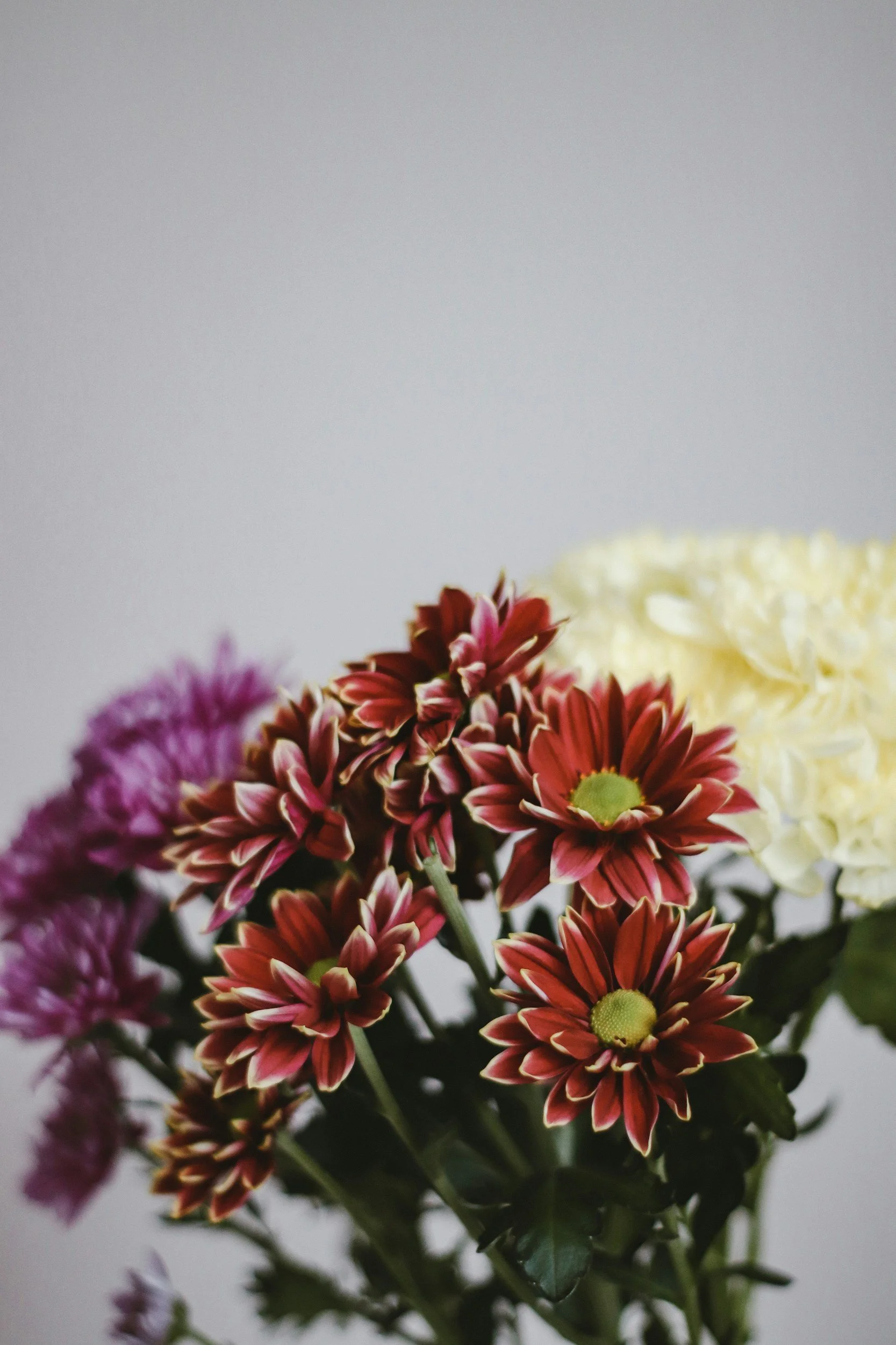 Close-up of a bouquet of colorful flowers, including red and white daisies, purple chrysanthemums, and a white hydrangea, against a plain background.