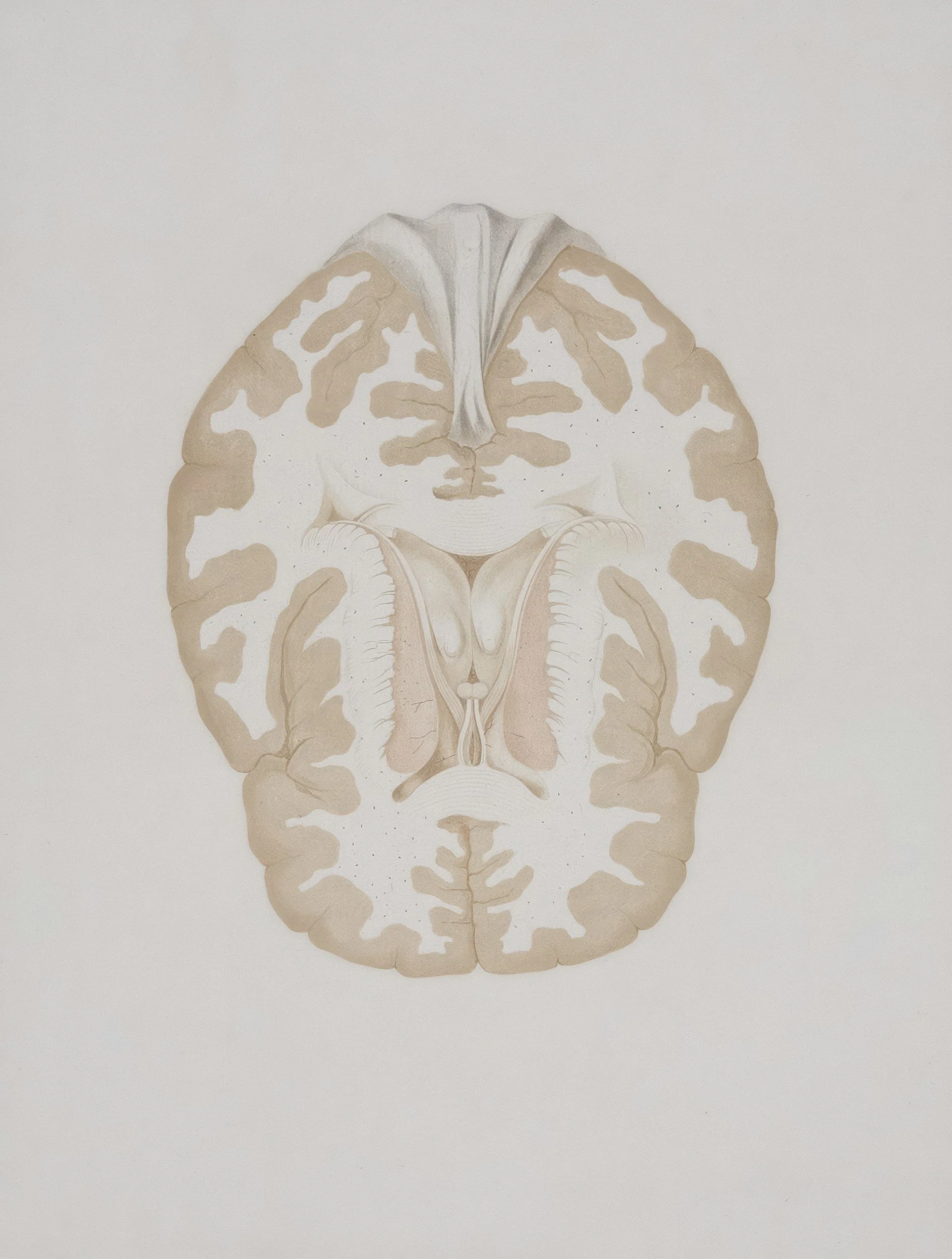 A detailed illustration of a human brain viewed from the top.