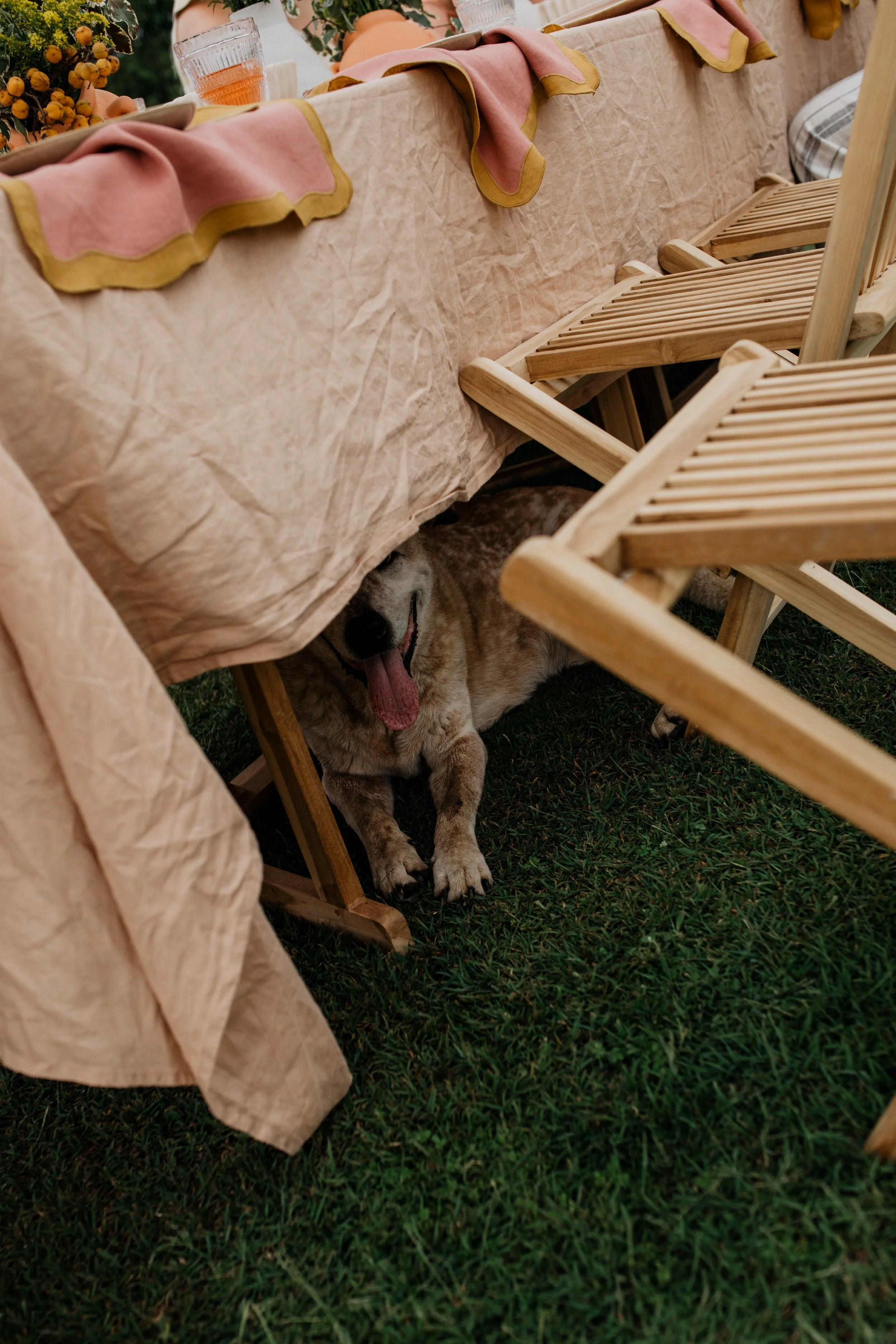 A dog sleeping under a table on grass, partially covered by a tablecloth and surrounded by wooden chairs.