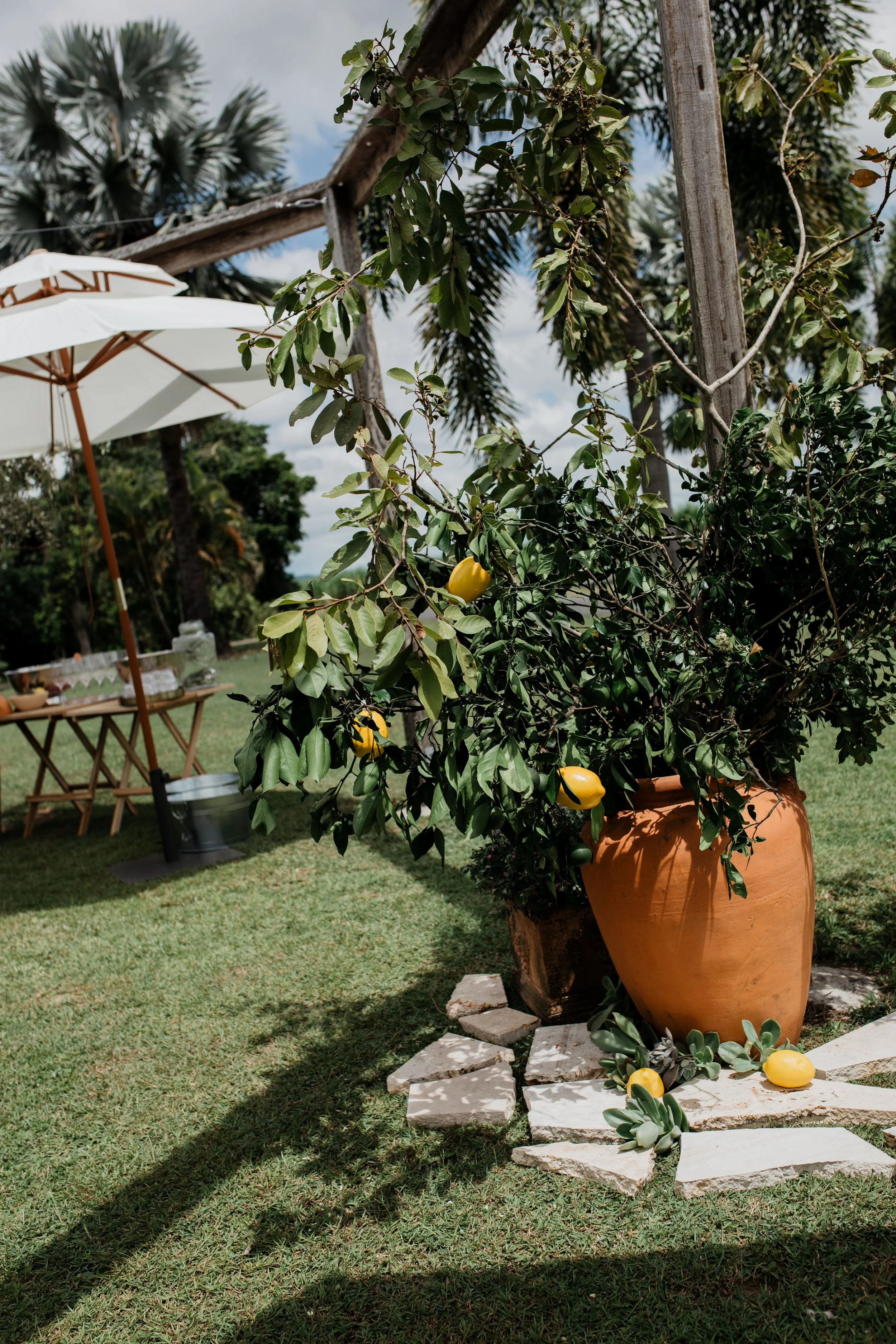 A large potted lemon tree with some ripe yellow lemons, located on a grassy outdoor area with a stone path and an umbrella in the background.