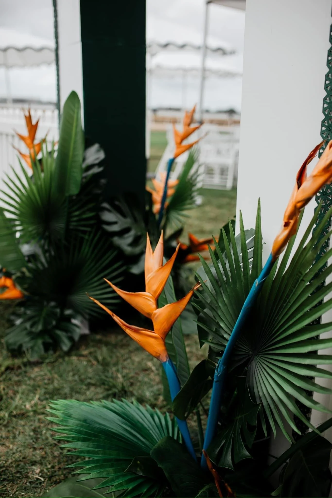 Close-up view of tropical plants with orange flowers and large green leaves, set outdoors with a tent structure and grass in the background.