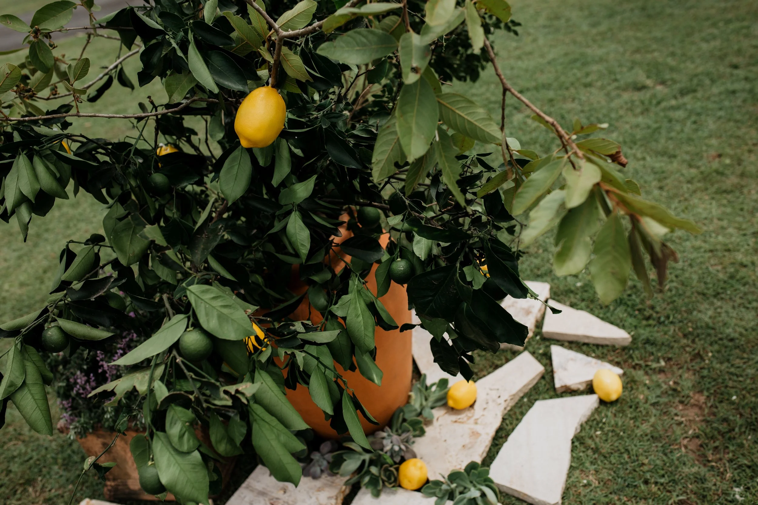 Lemon tree with yellow and green lemons in a pot, surrounded by white stones on a grassy surface.