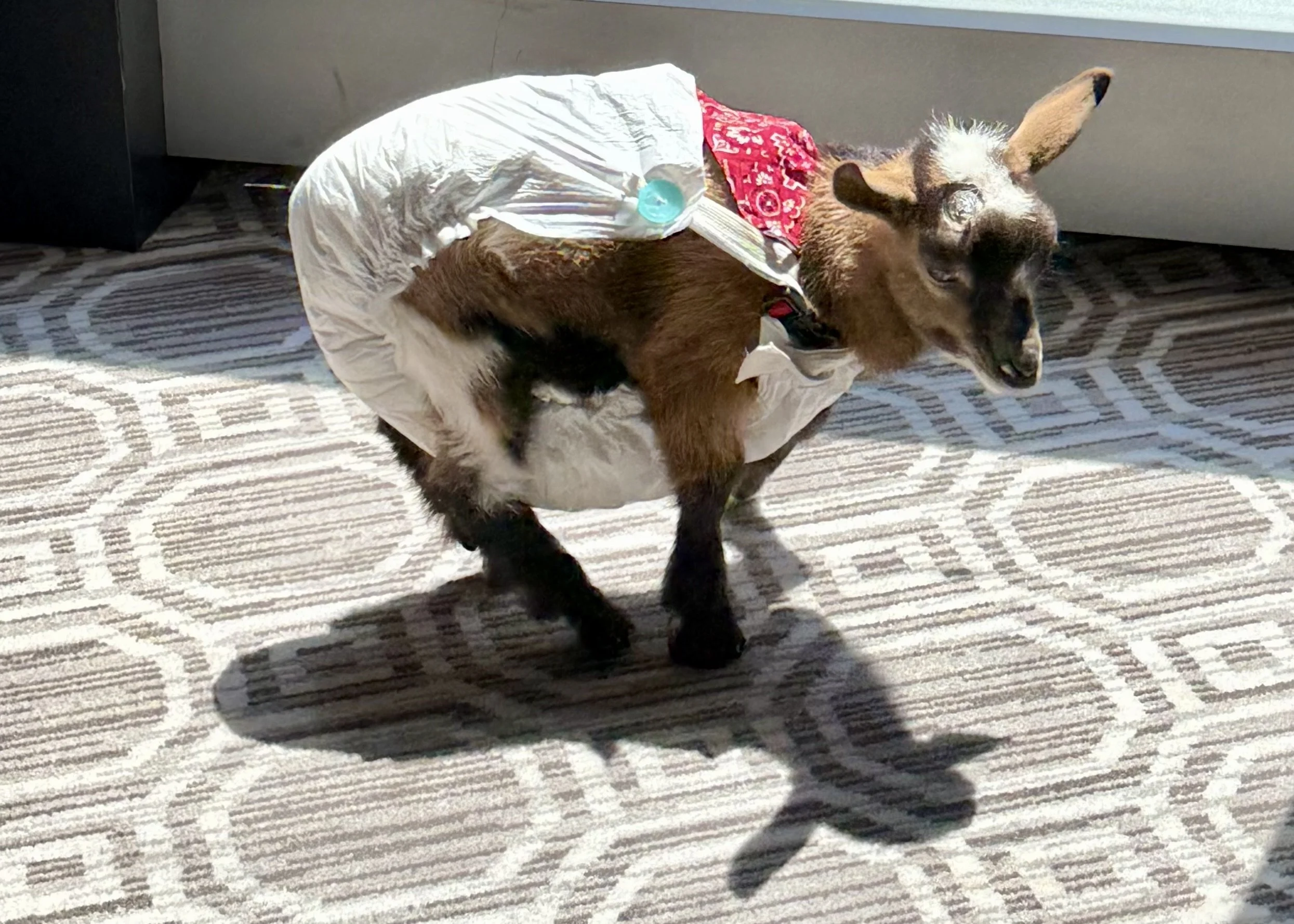 A young goat wearing a diaper and a red bandana around its neck standing on a patterned carpet, with sunlight casting a shadow.