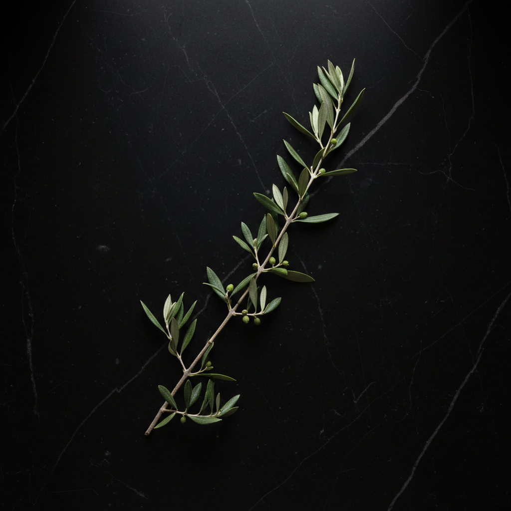 A small Olivastro branch (young wild olive shoot) placed on black marble, photographed from above (top-down view). Professional soft lighting highlights only the branch, leaving the marble background dark and elega.png