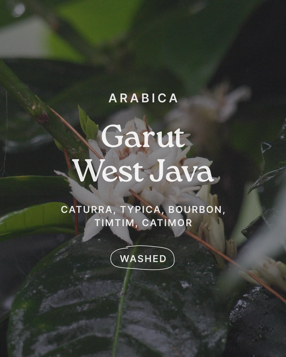 Wilde-Arabica-Garut-Washed-000.png