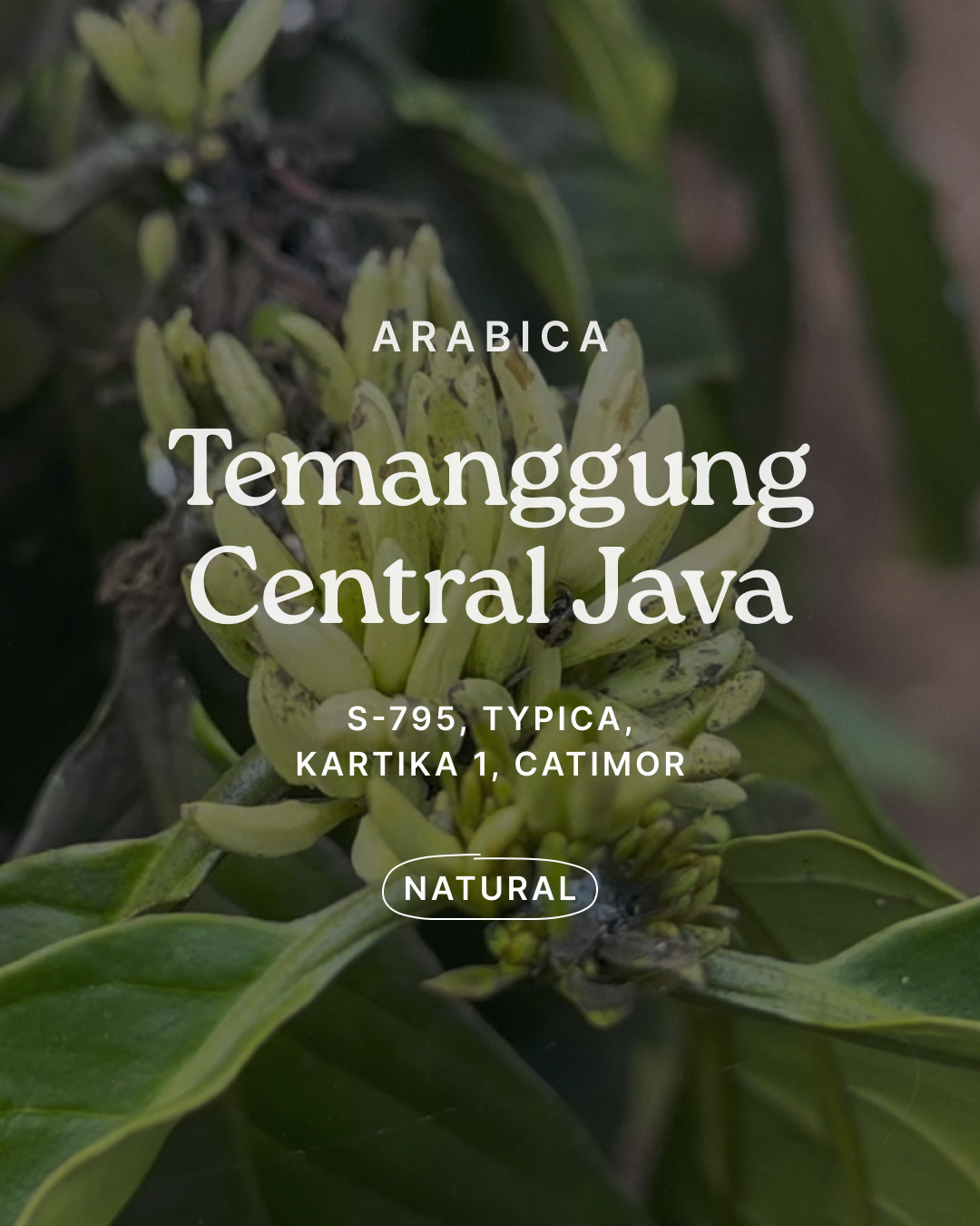 Arabica Temanggung