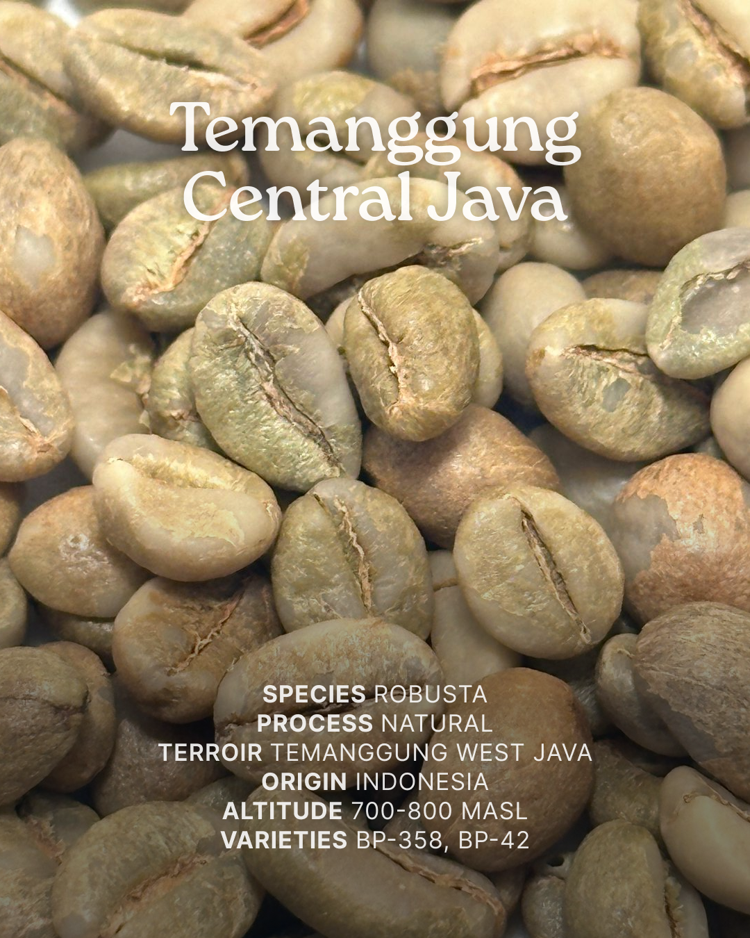 Wilde-Robusta-Temanggung-Natural-002.png