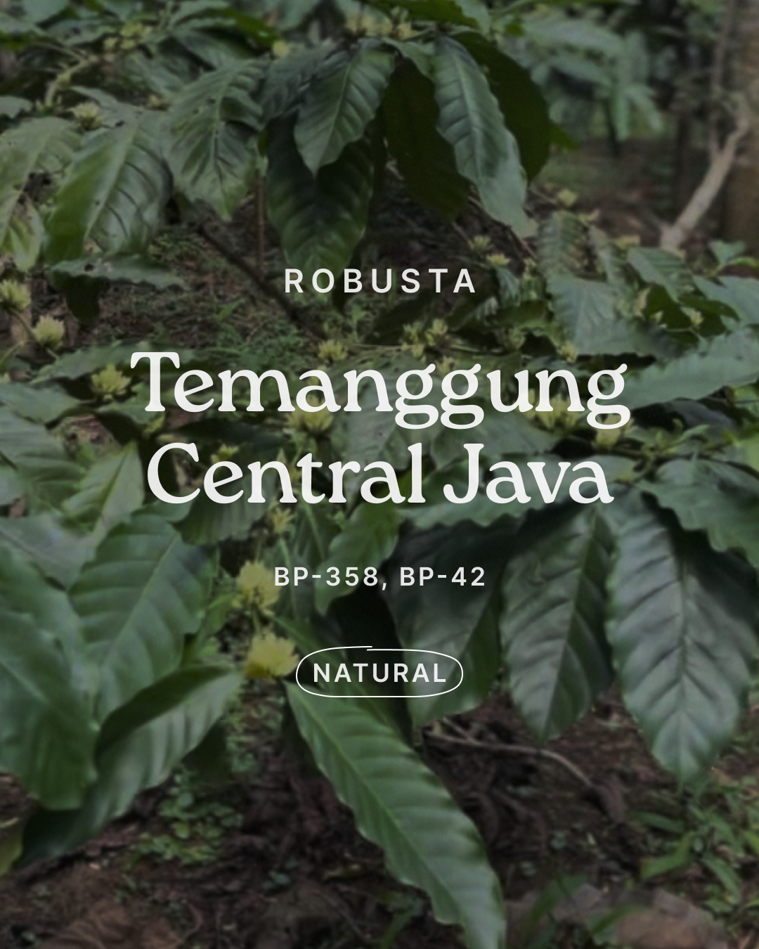 Wilde-Robusta-Temanggung-Natural-000.png