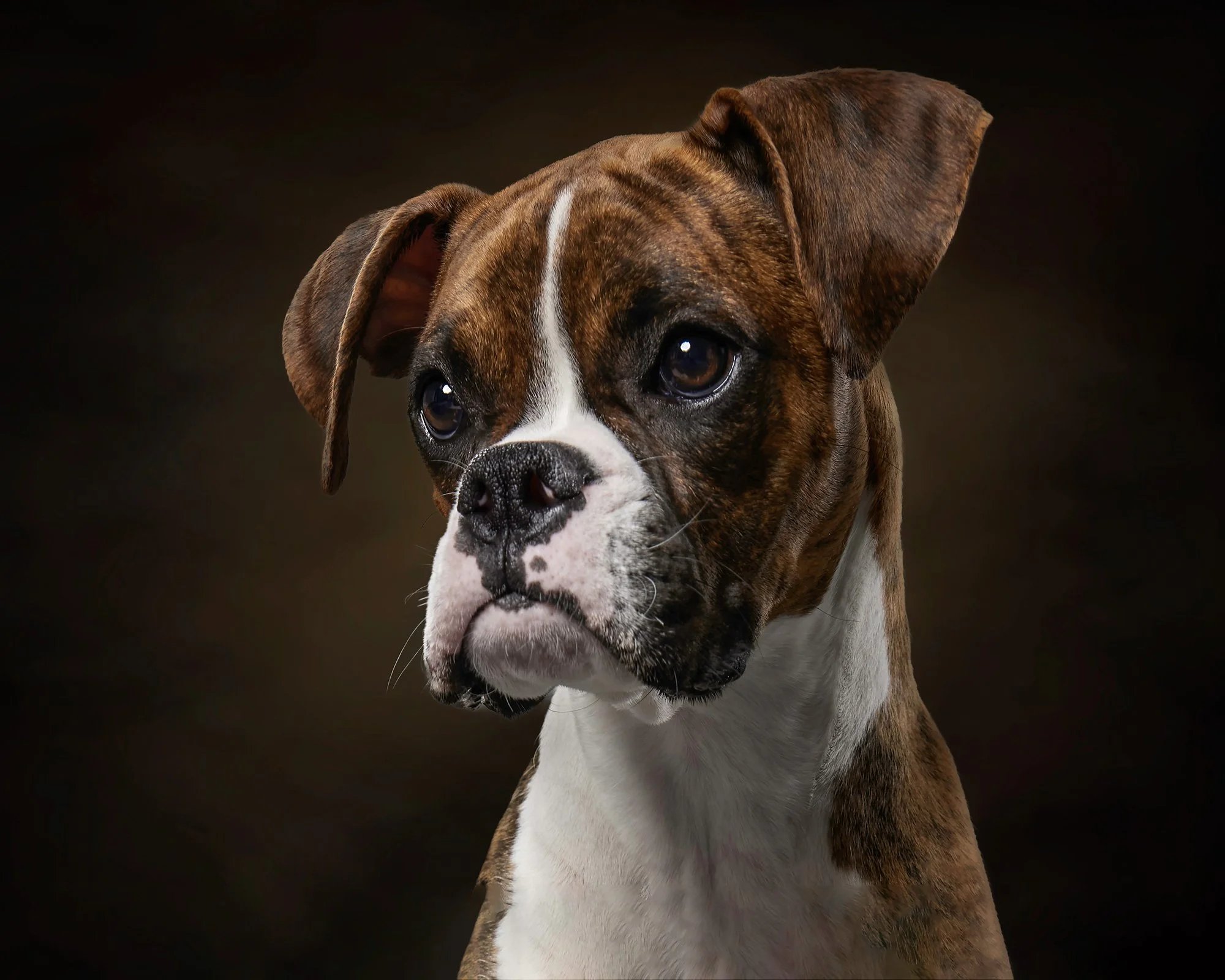 elizabeth-boudreau-dog-photograher-massachusetts-26.jpg