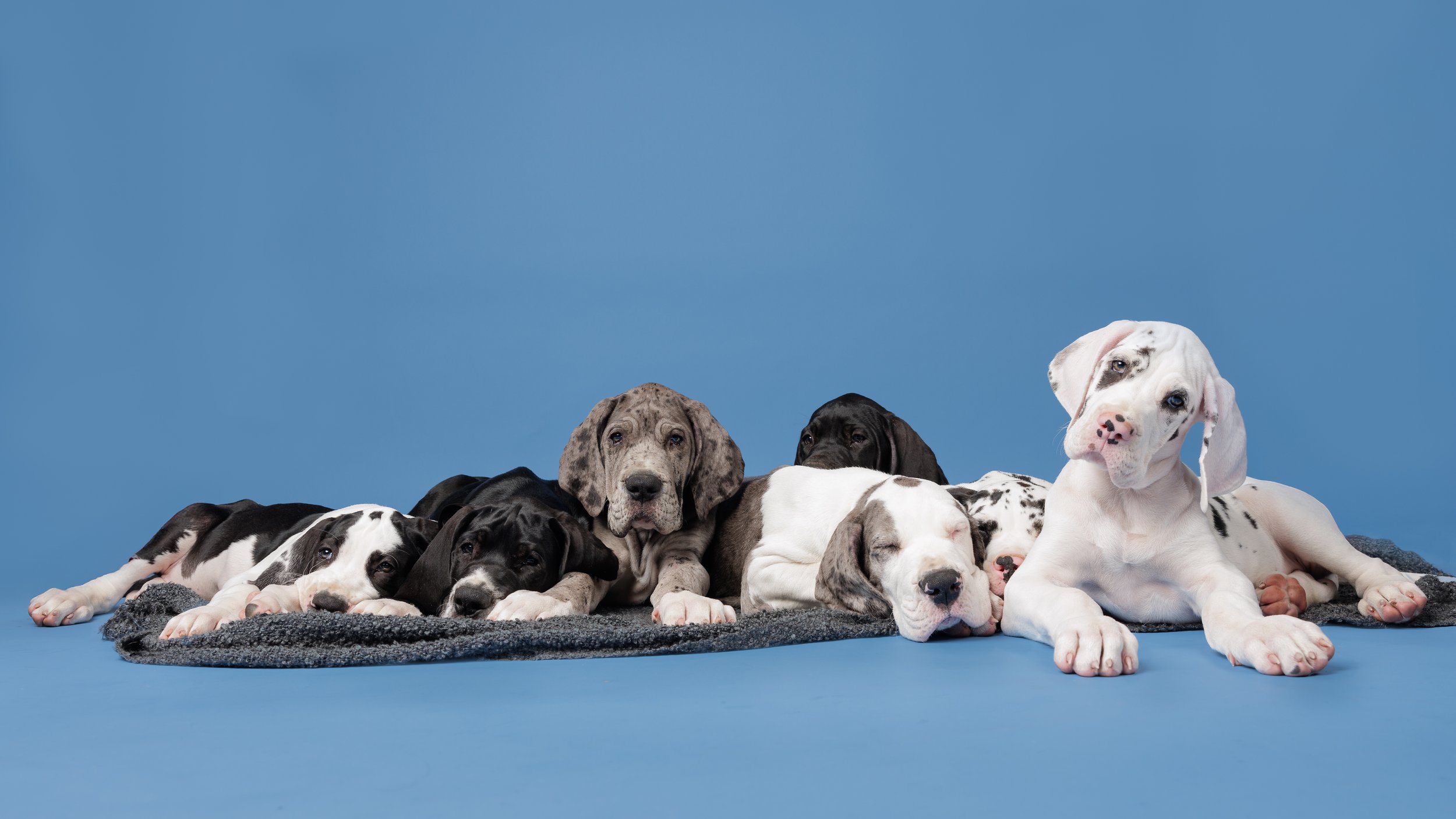 Great Danes Studio-349-Edit.jpg