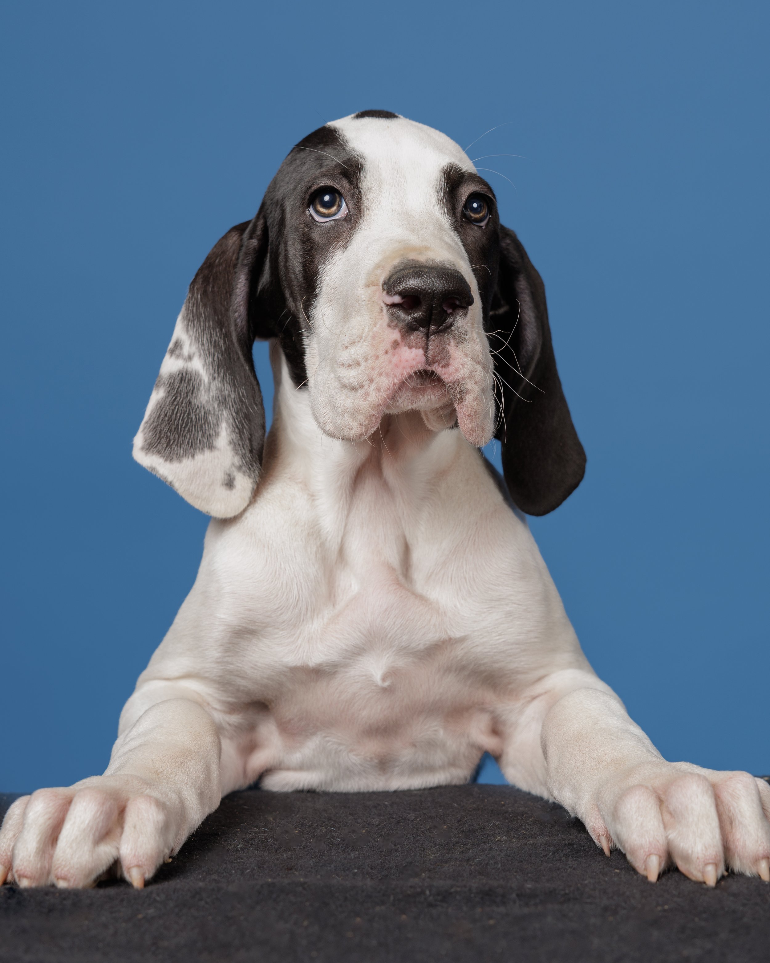 Great Danes Studio-205-Edit.jpg