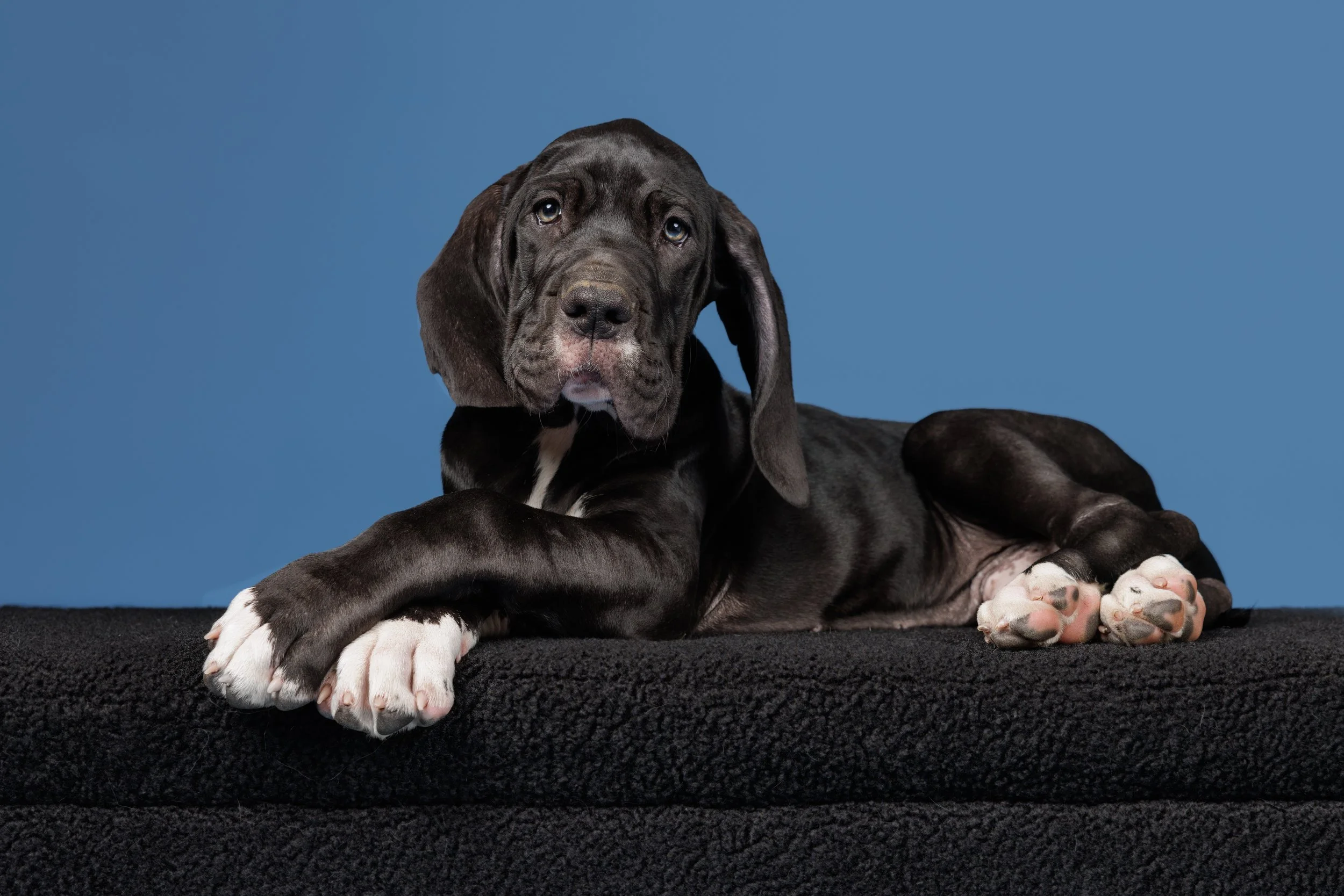Great Danes Studio-250-Edit.jpg