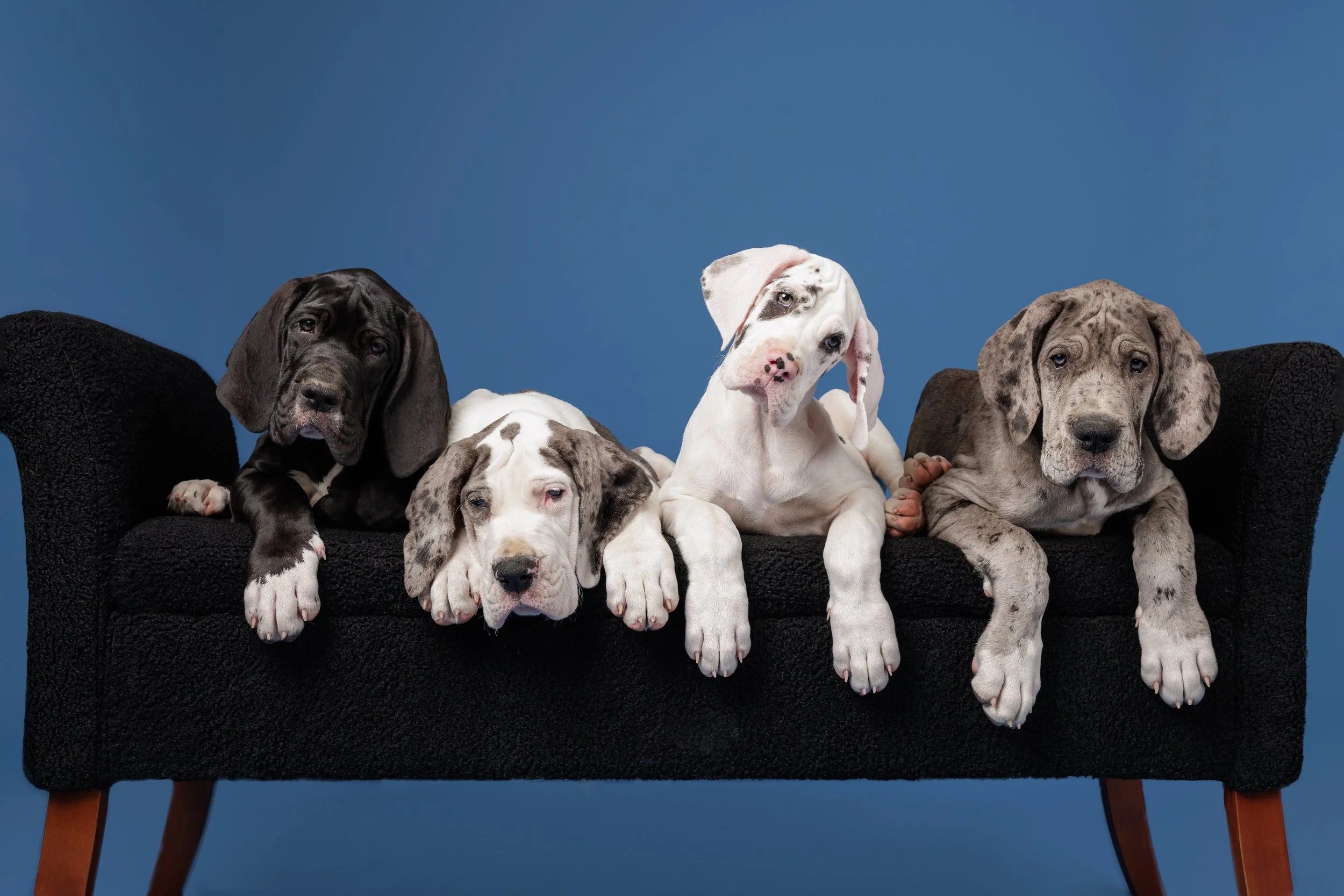 Great Danes Studio-306-Edit.jpg