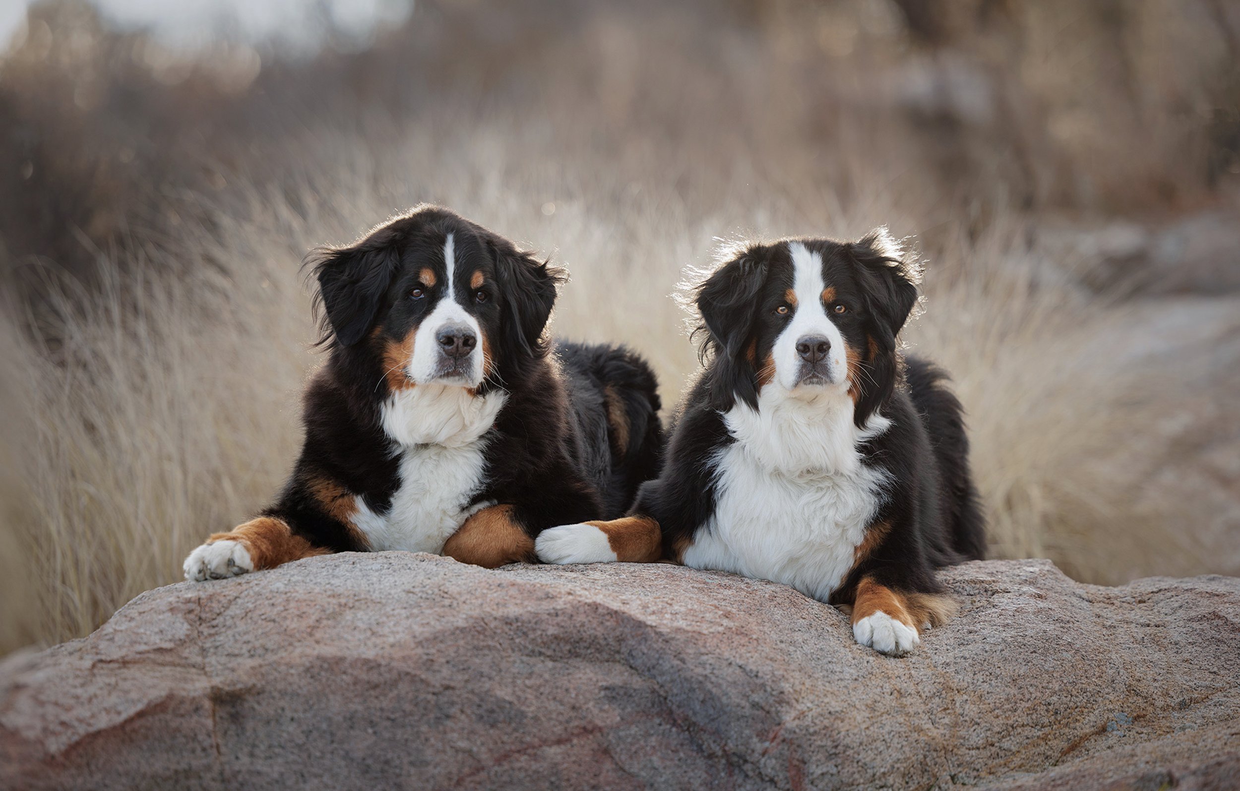 lilah and wrigley seaside 2.jpg