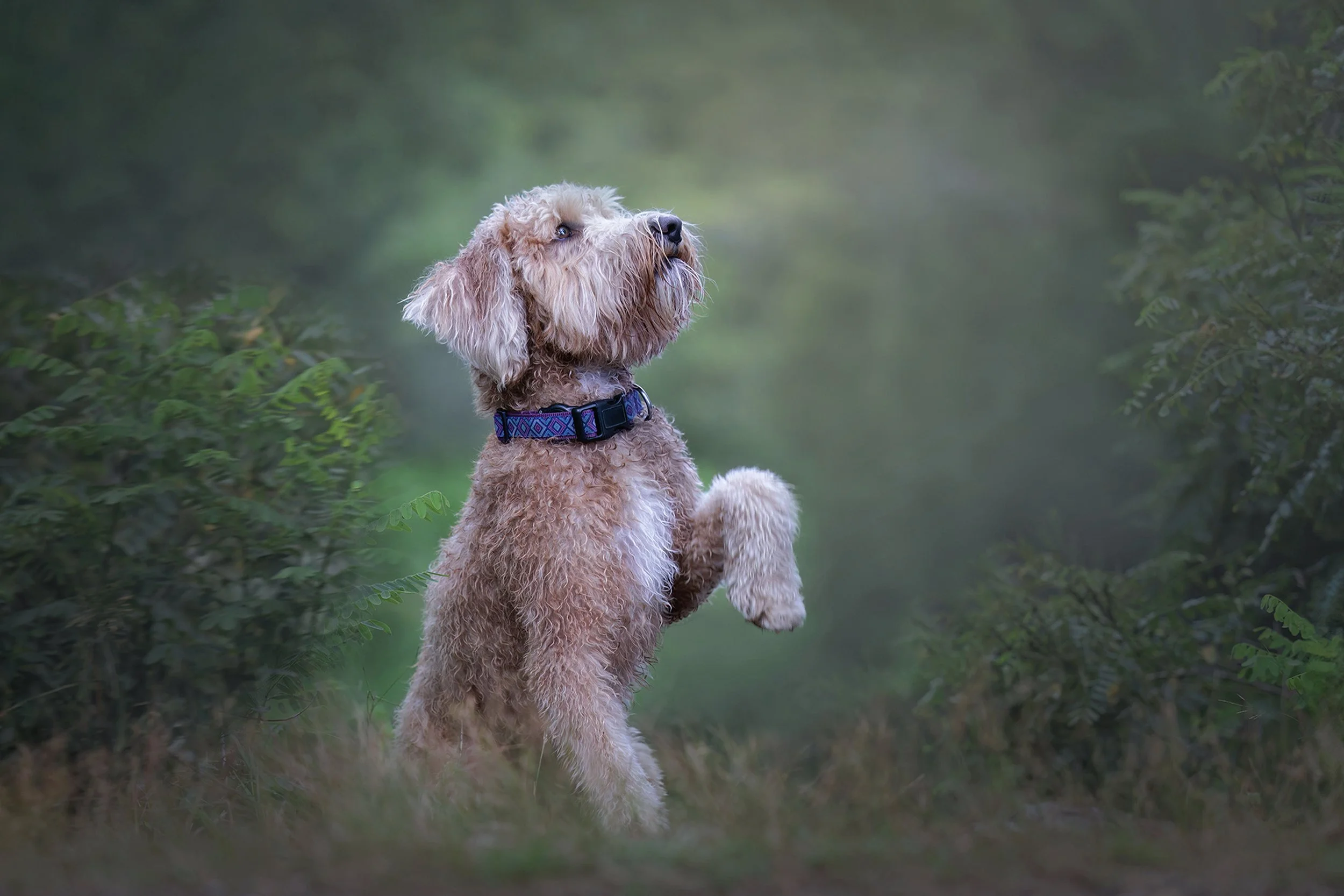 paws up seaside.jpg