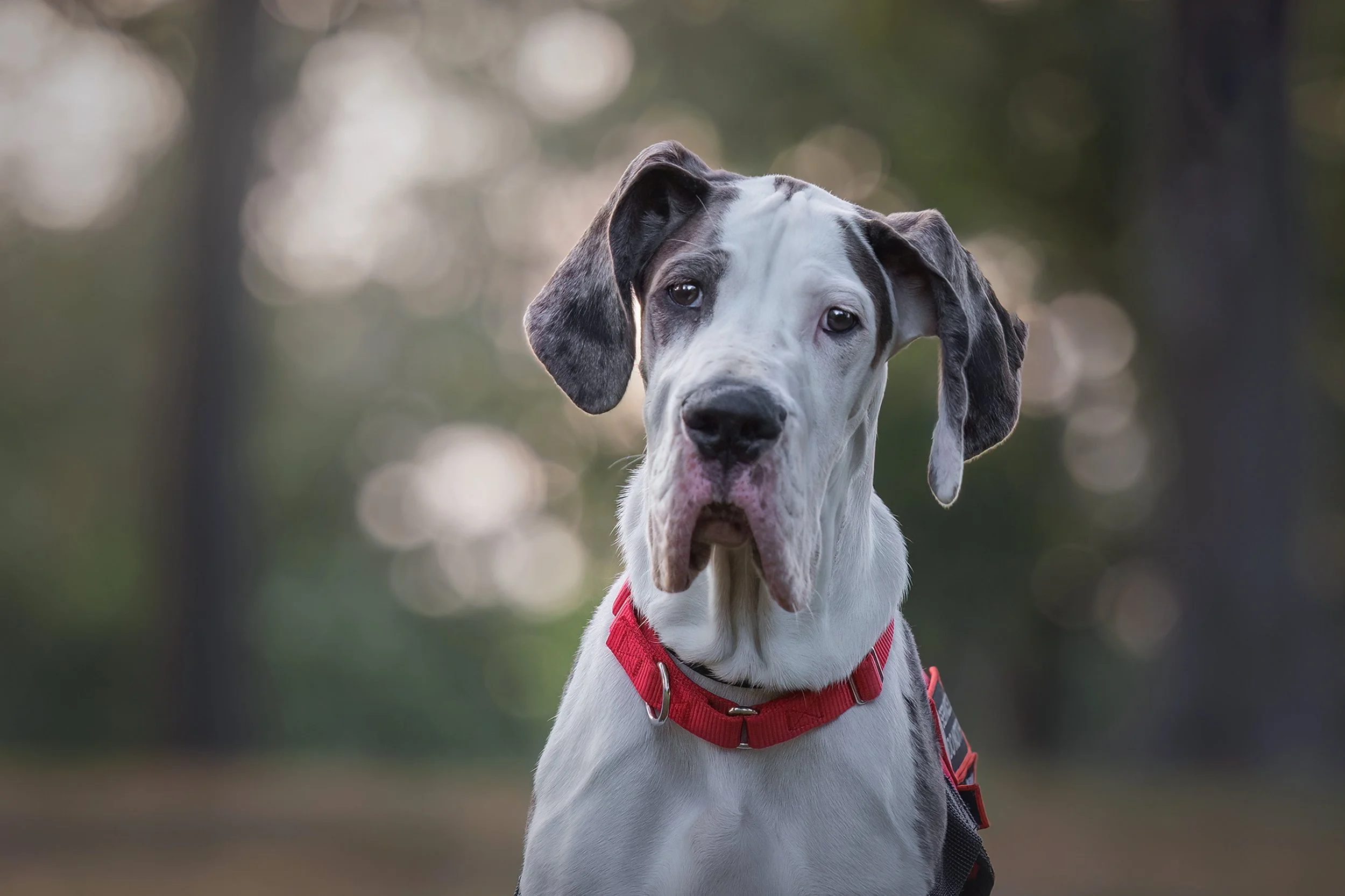 angus head shot seaside.jpg