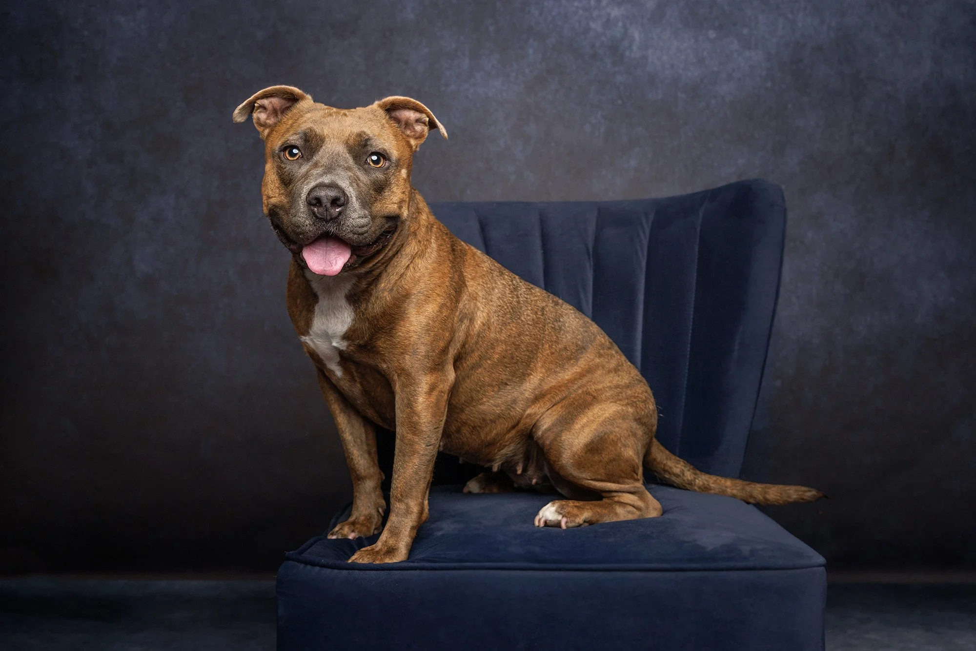 elizabeth_boudreau_dog_photogapher_wakefield_massachusetts_148.jpg