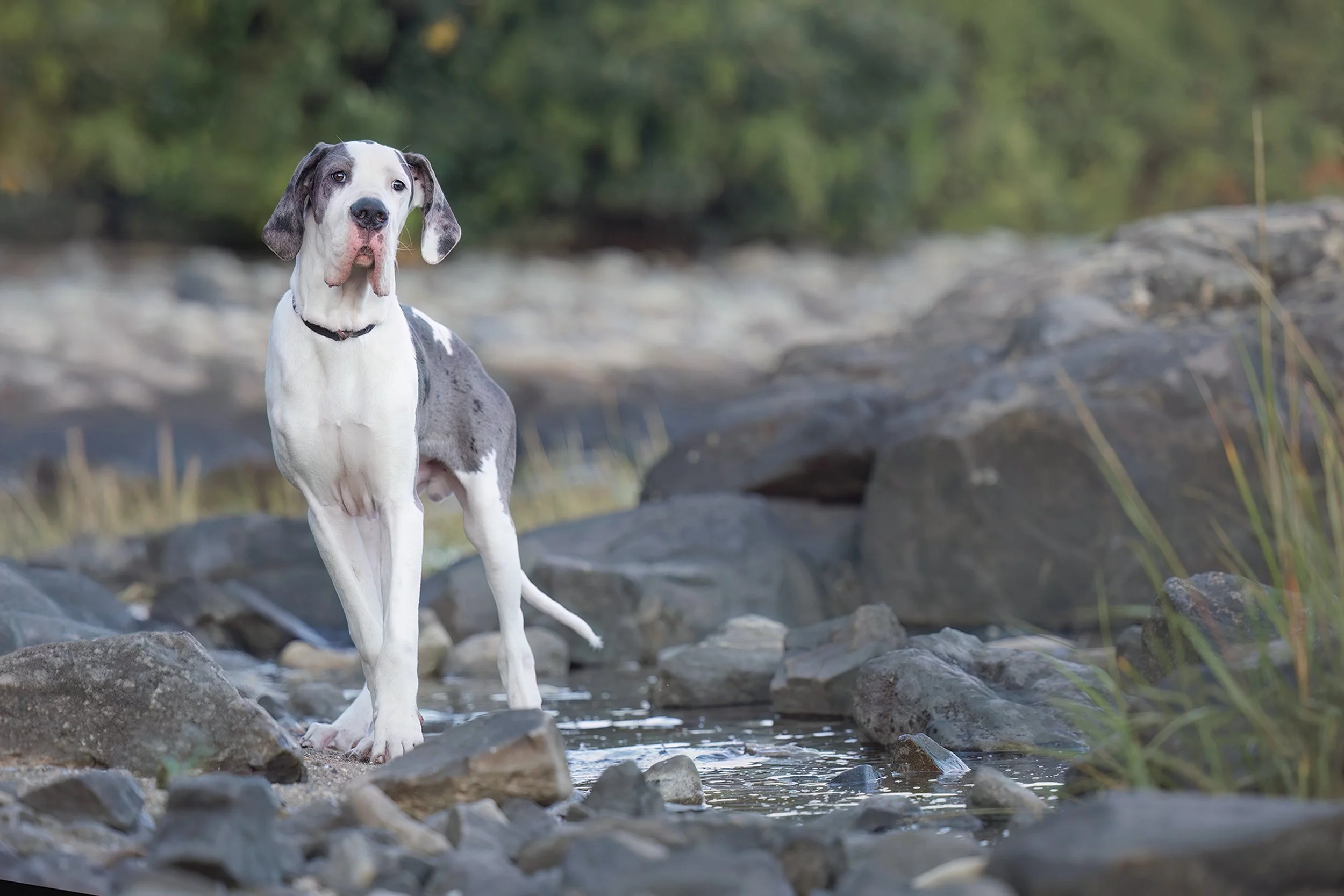 angus rocks seaside.jpg