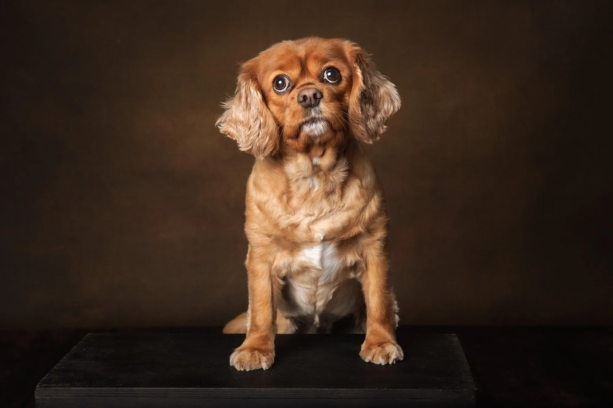Cavaliers-17-web.jpg