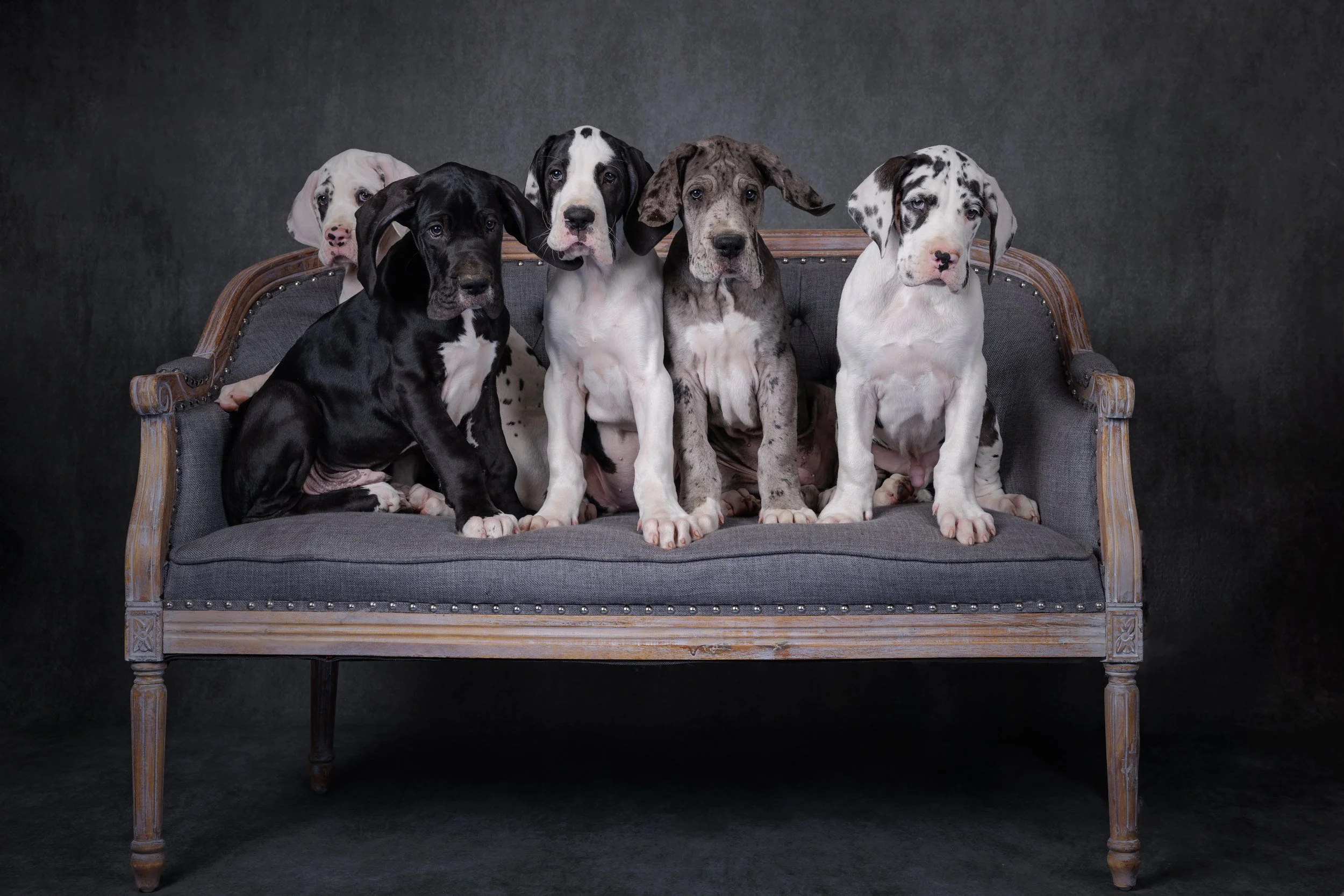 Great Danes Studio-18-web.jpg