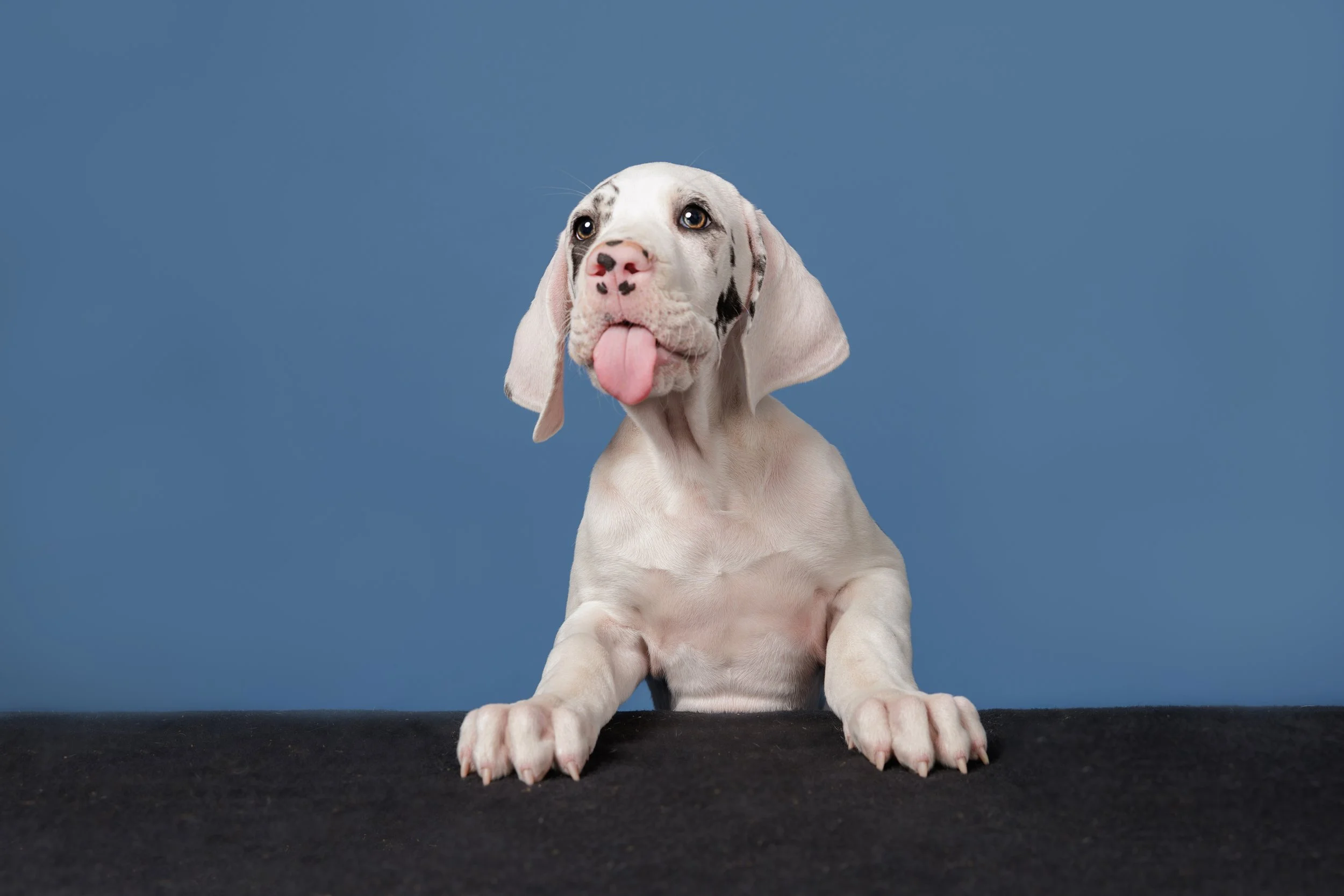 Great Danes Studio-219-web.jpg