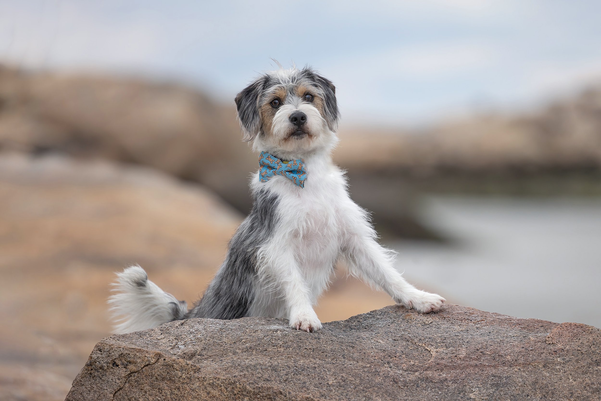 walter on rock seaside.jpg