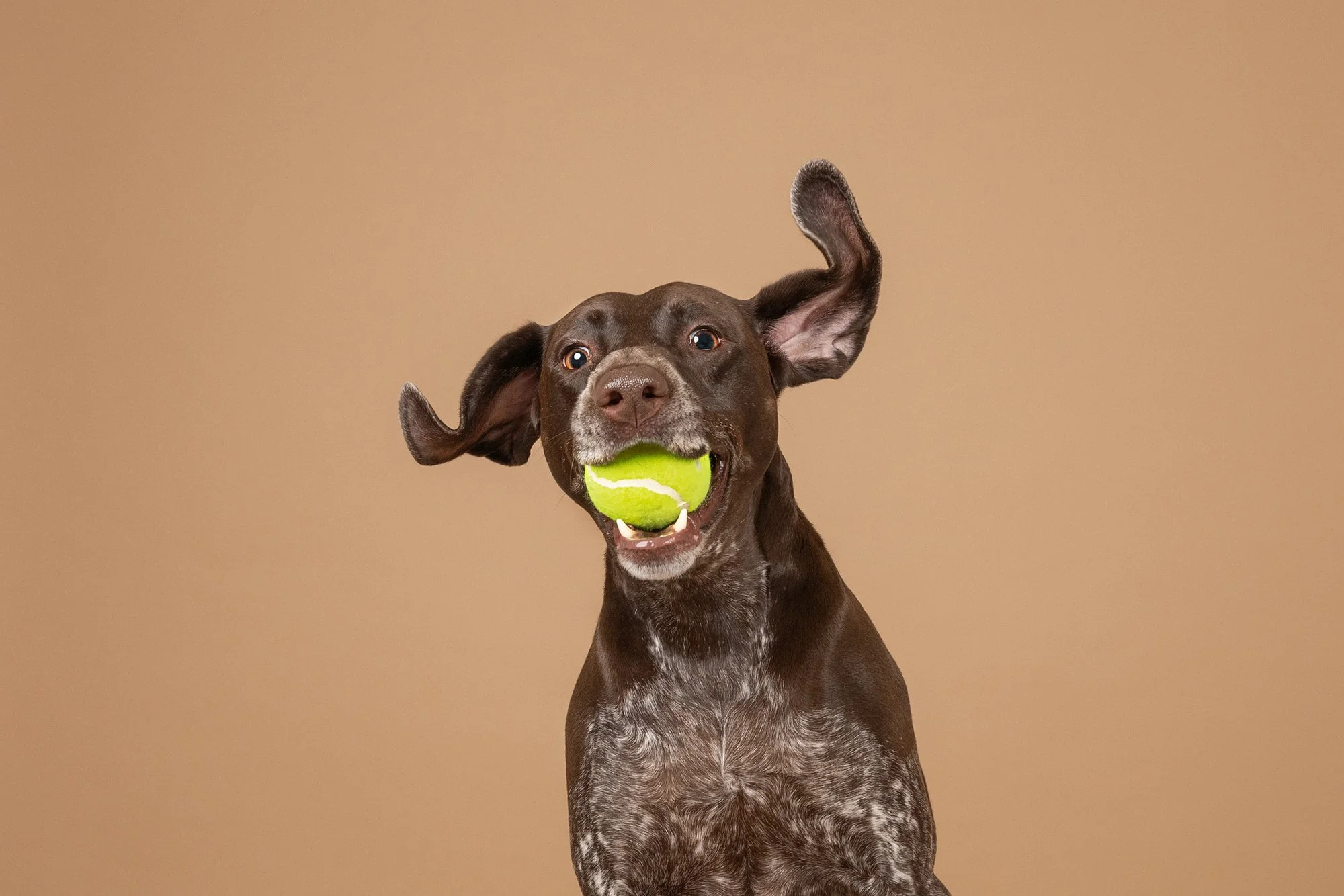 elizabeth_boudreau_dog_photographer_massachusetts_104.jpg