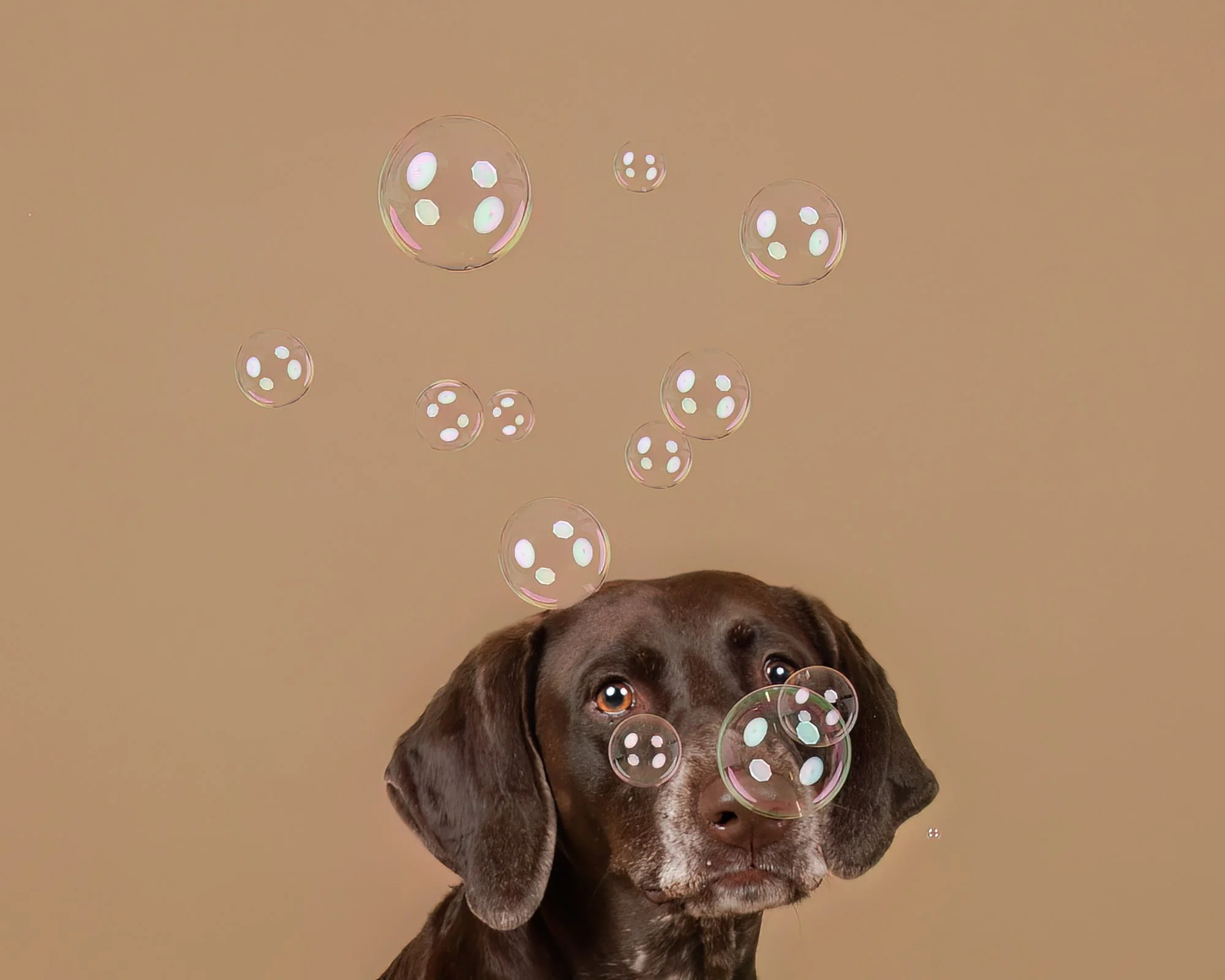 elizabeth_boudreau_dog_photographer_massachusetts_103.jpg