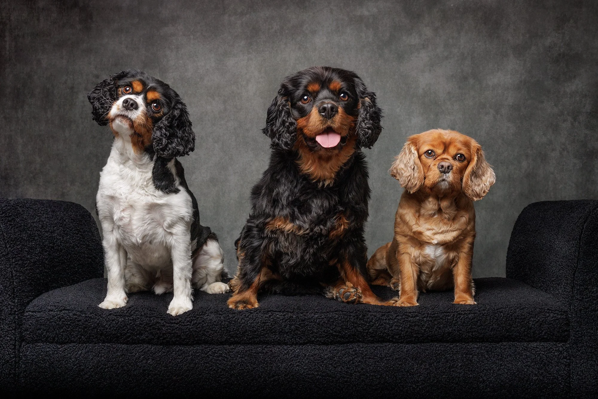 Cavaliers-356-web.jpg