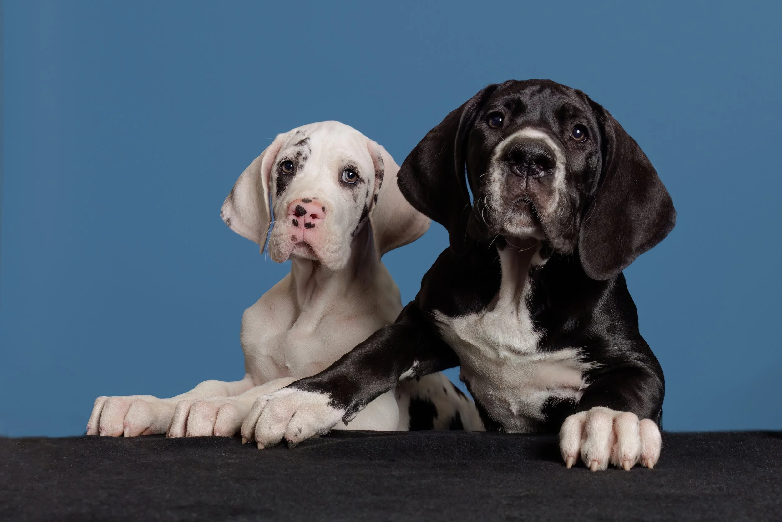 Great Danes Studio-189-web.jpg