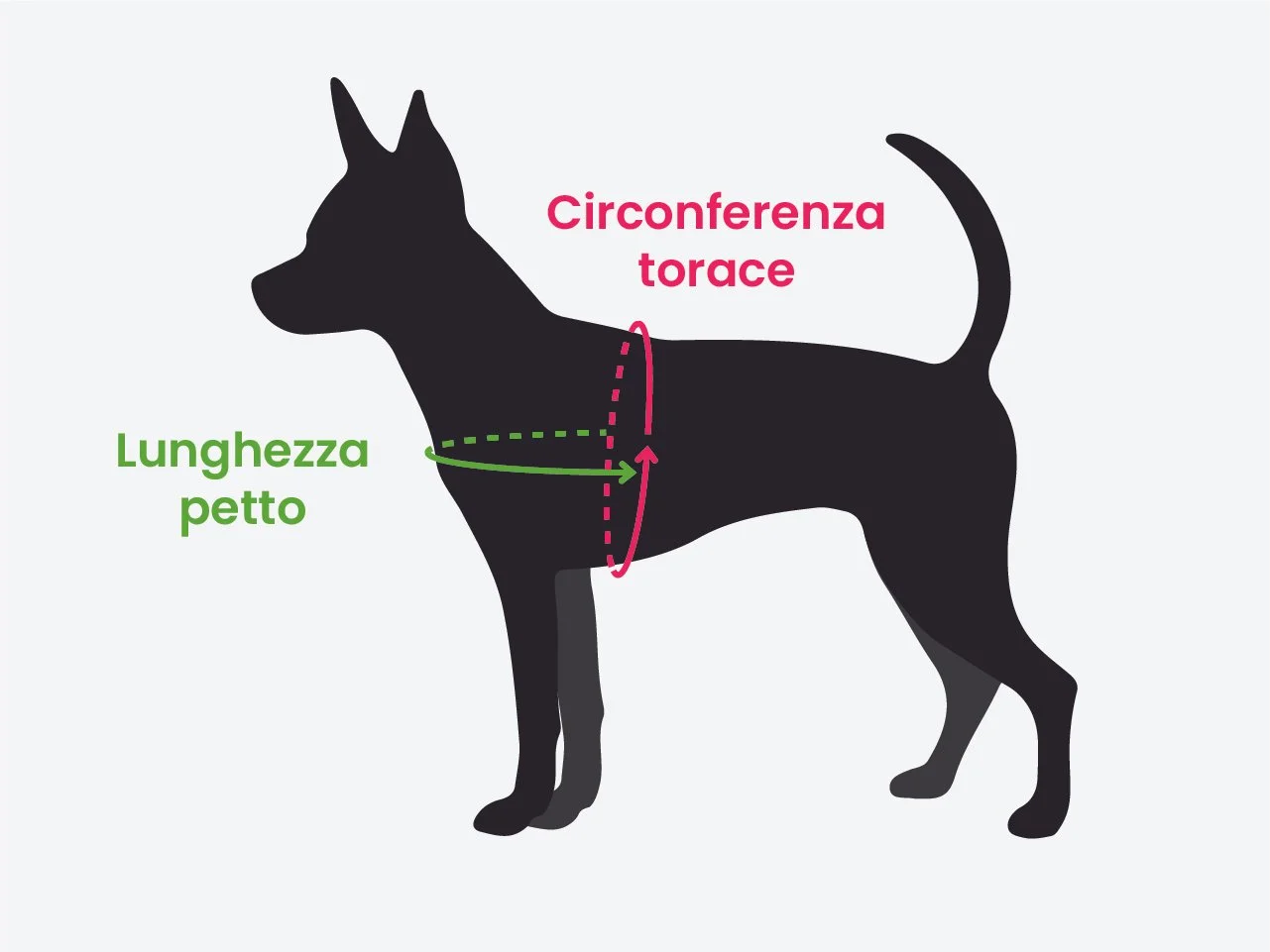sagoma misure pettorina Y