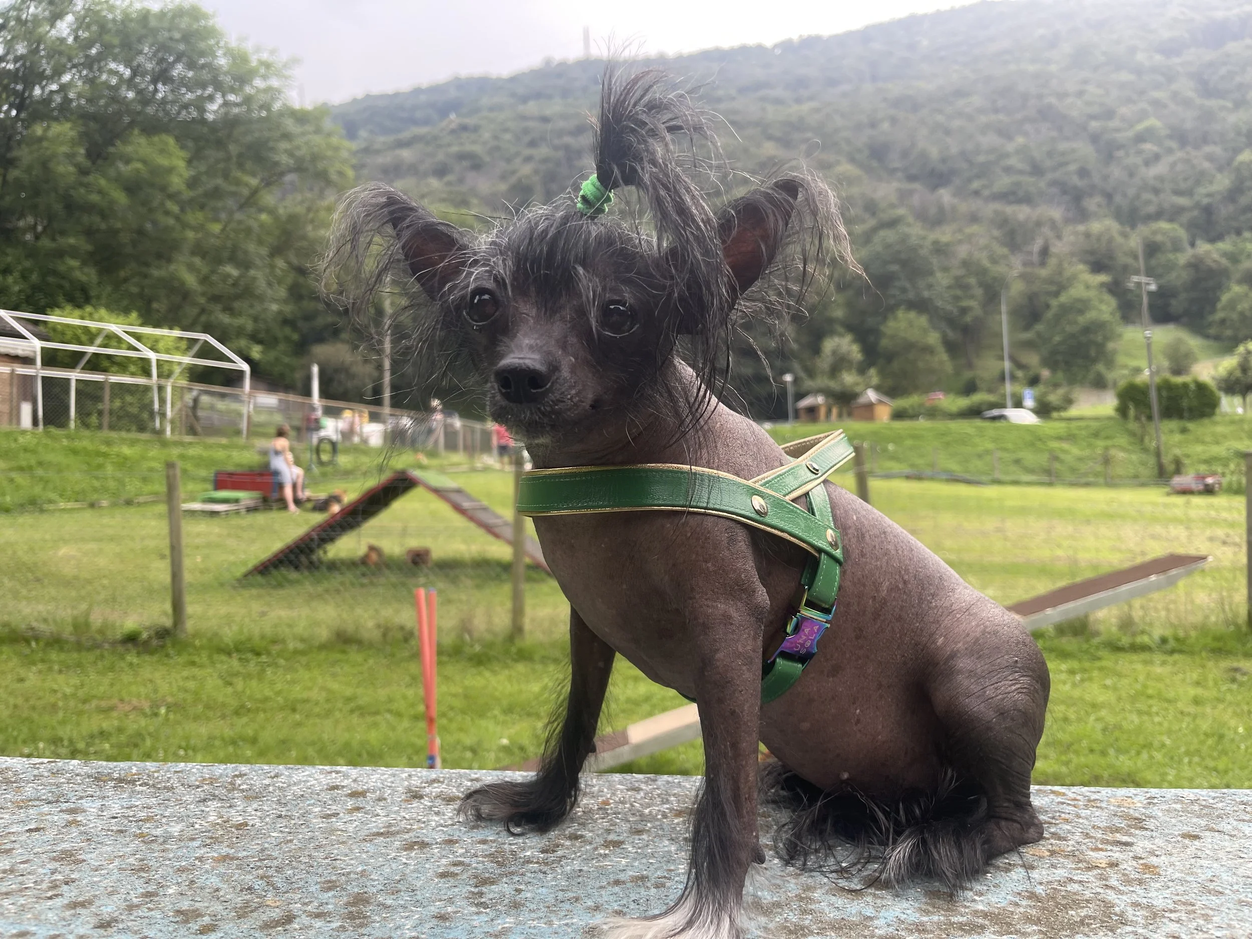 Un cane piccolo con accessori verdi e un fiocco verde nella coda, seduto su un tavolo di pietra in un parco con prato e alberi e alcune persone sullo sfondo.