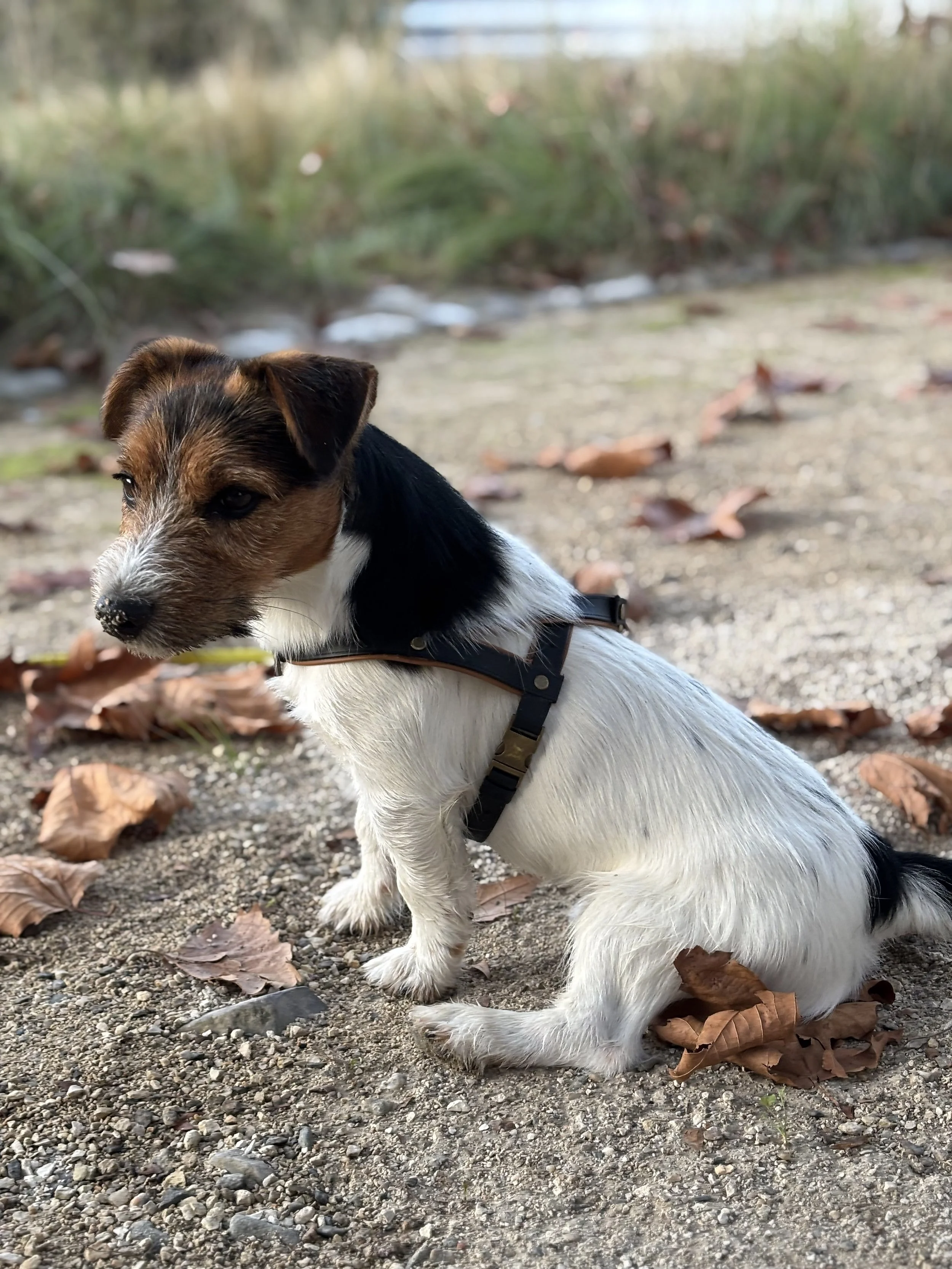 unasola pettorina Y indossata da Tobia