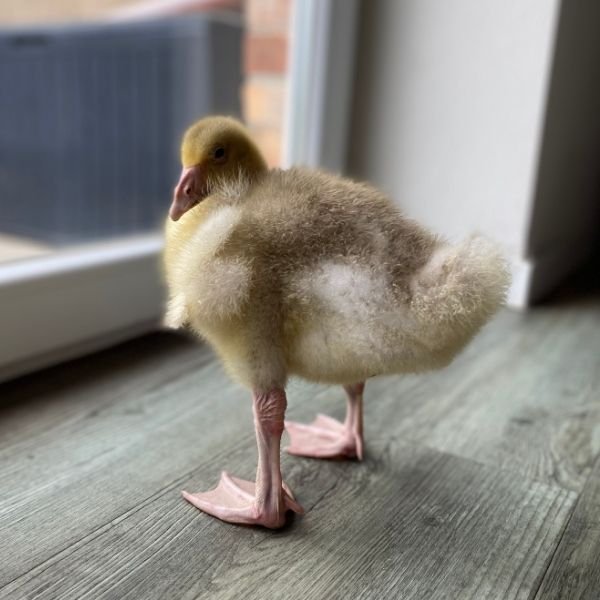 Gans im Wohnzimmer.jpg