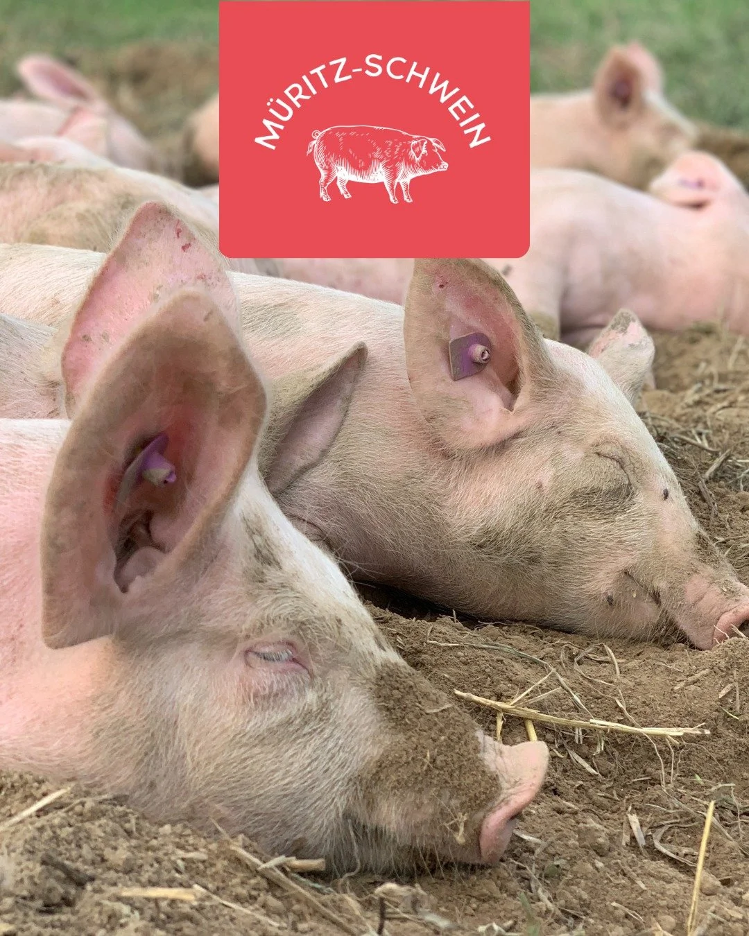 Frisches vom M&uuml;ritz-Schwein! 🐖🌾

Es ist wieder so weit: Auf Gut Marihn steht der n&auml;chste Schlachttermin f&uuml;r unsere Strohschweine an (16.02.2026). Bei uns wachsen die Tiere artgerecht und mit viel Liebe auf &ndash; und das schmeckt ma