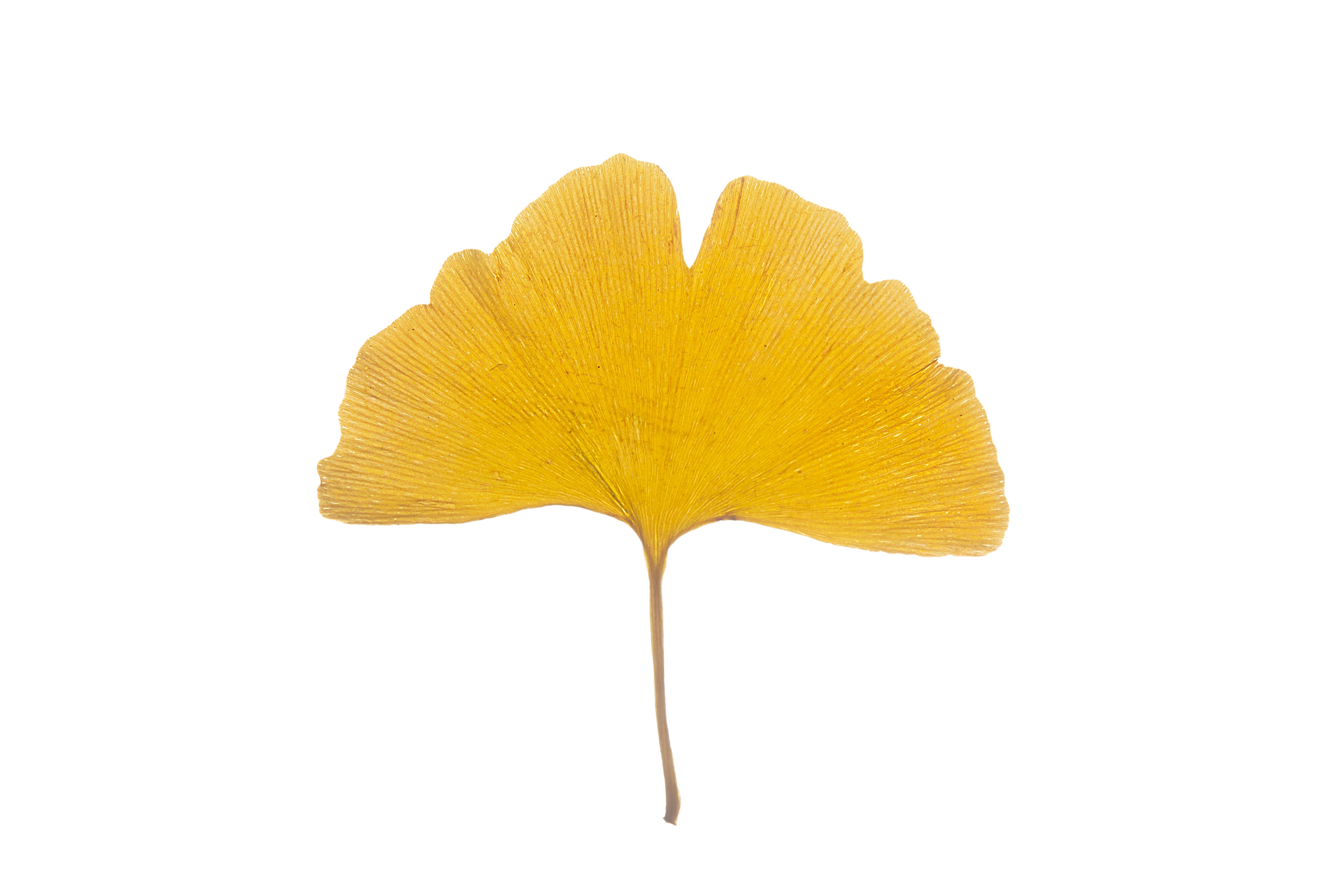Eine gelbe Ginkgo-Blatt vor einem schwarz, weiß, grauen, blauen und roten Hintergrund.