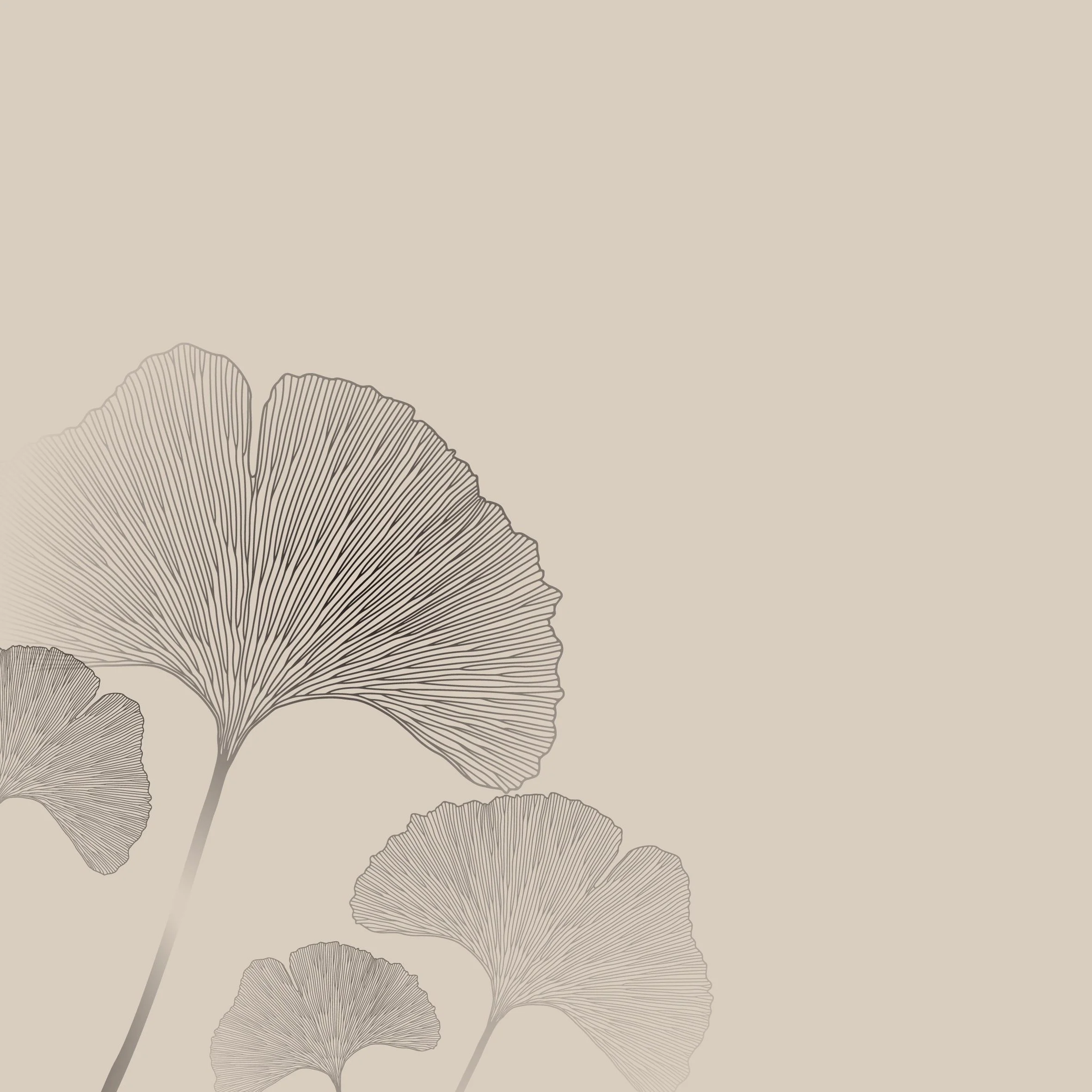 Schwarz-weiße Illustration von Ginkgoblättern auf beigem Hintergrund