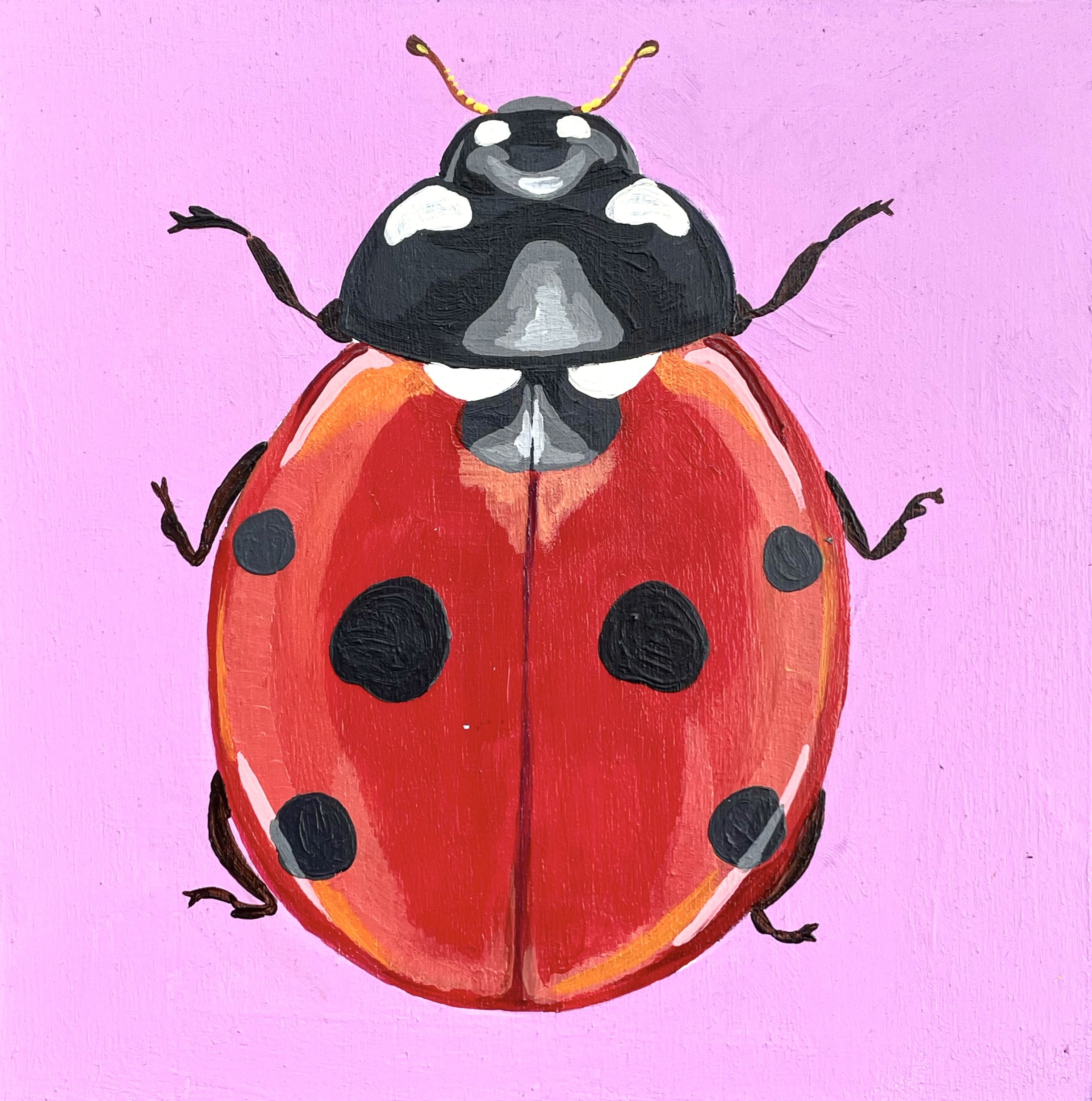 Ladybug