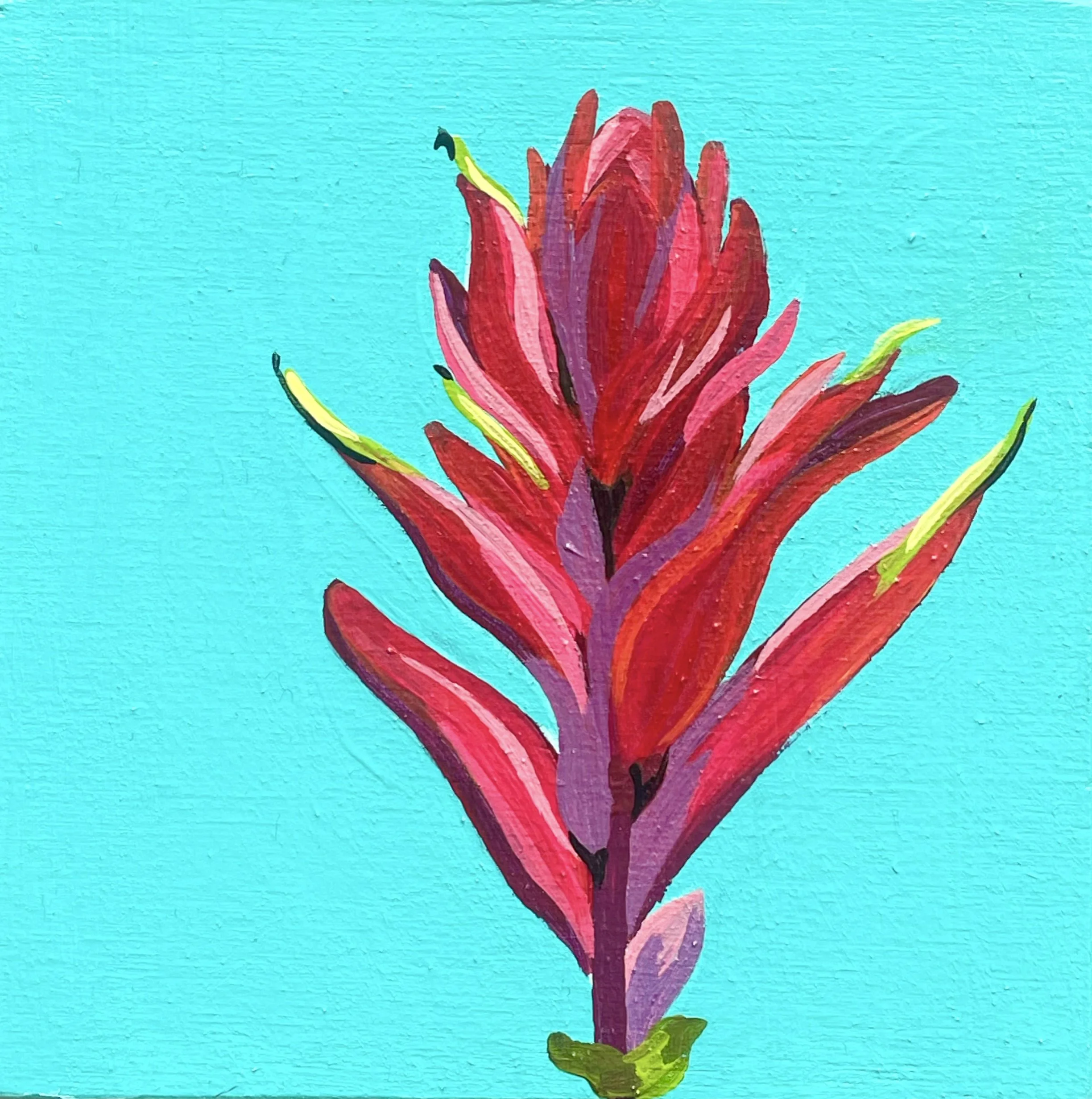 Indian Paintbrush