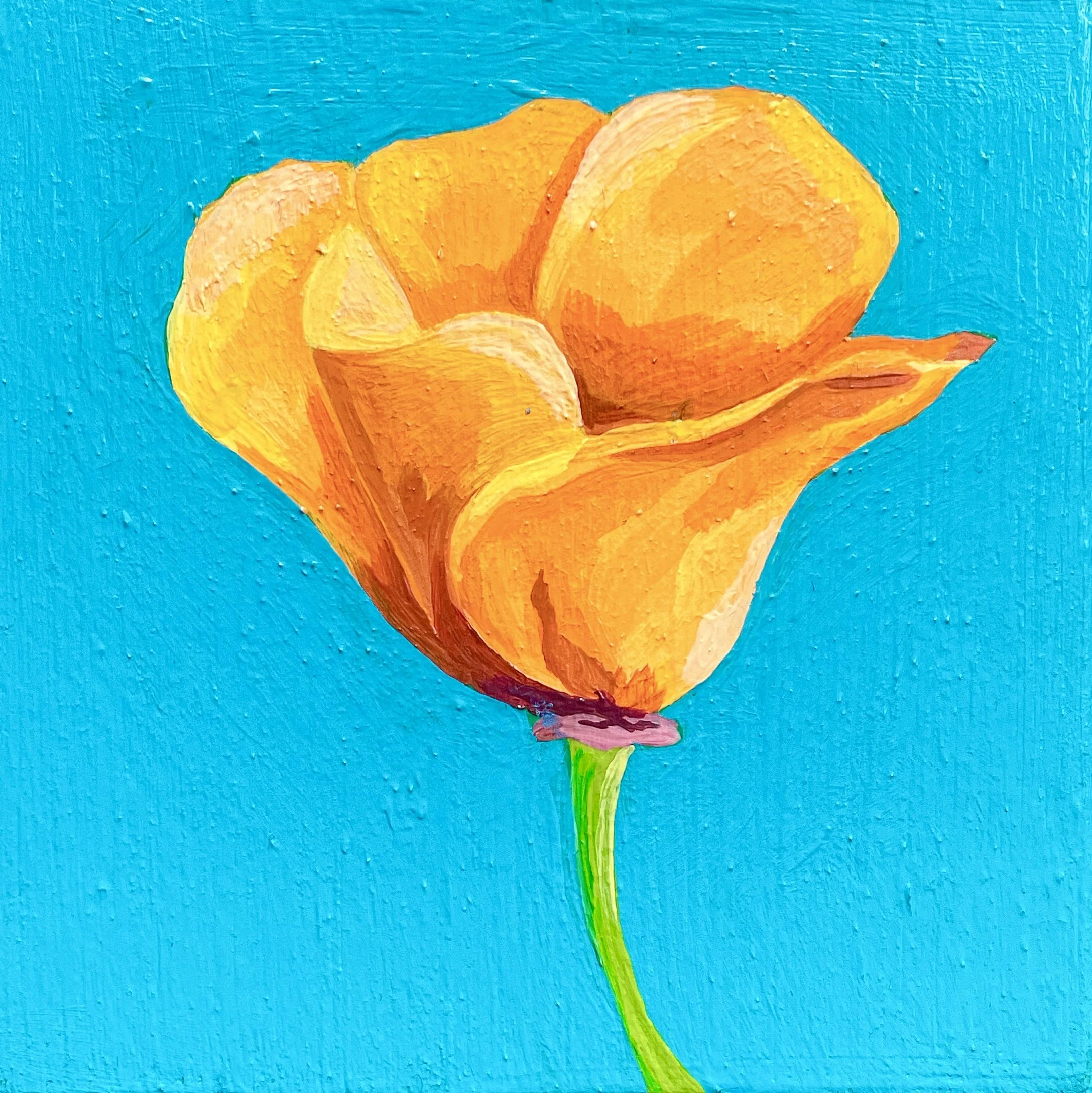 California Poppy