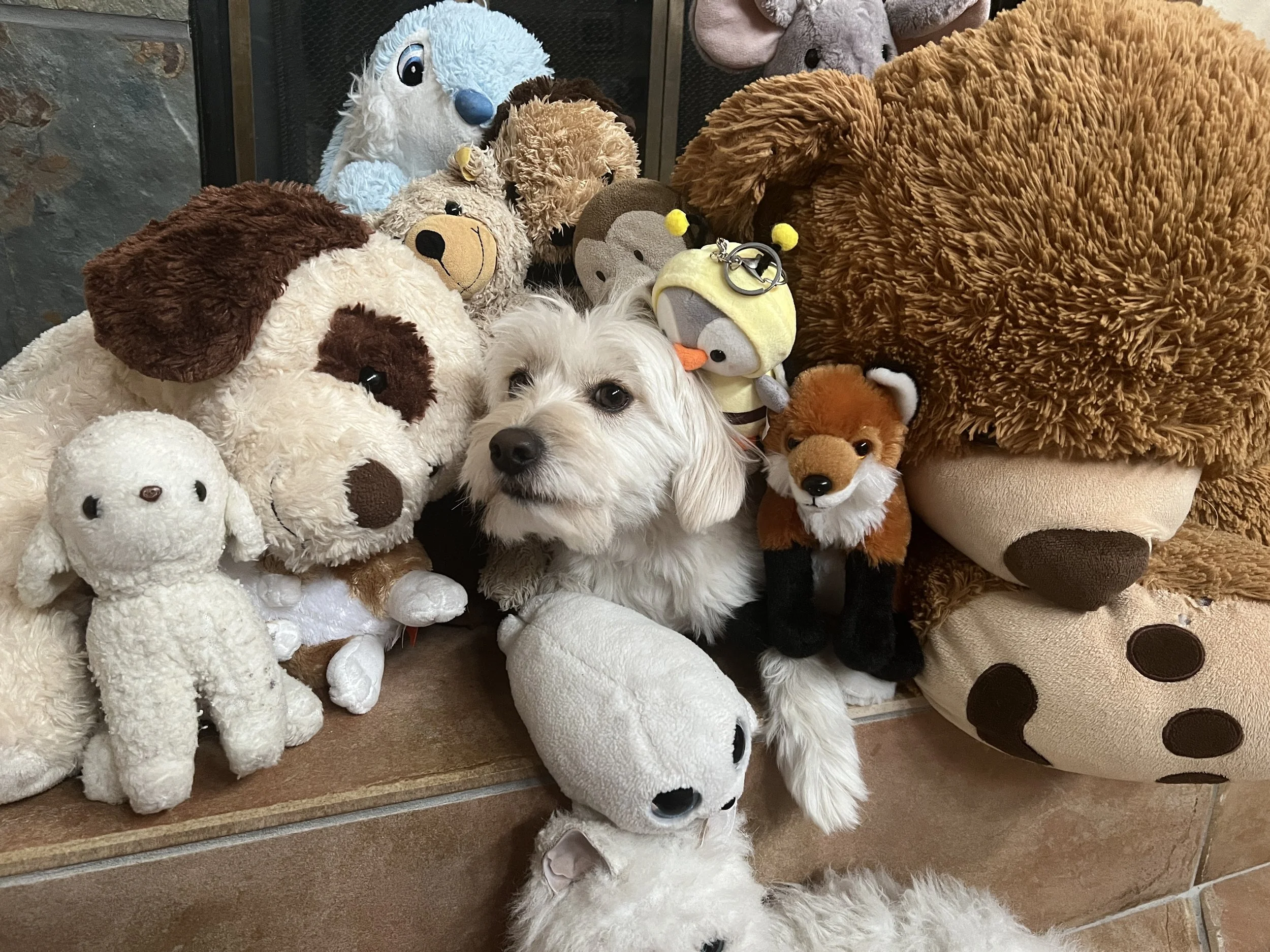 a dog hidden amongst stuffed animals photographed by a Tucson family photographer
