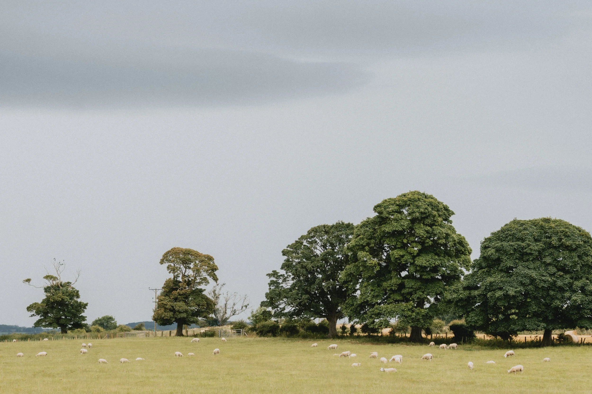 Grazing sheep in a green field with large trees and a cloudy sky.