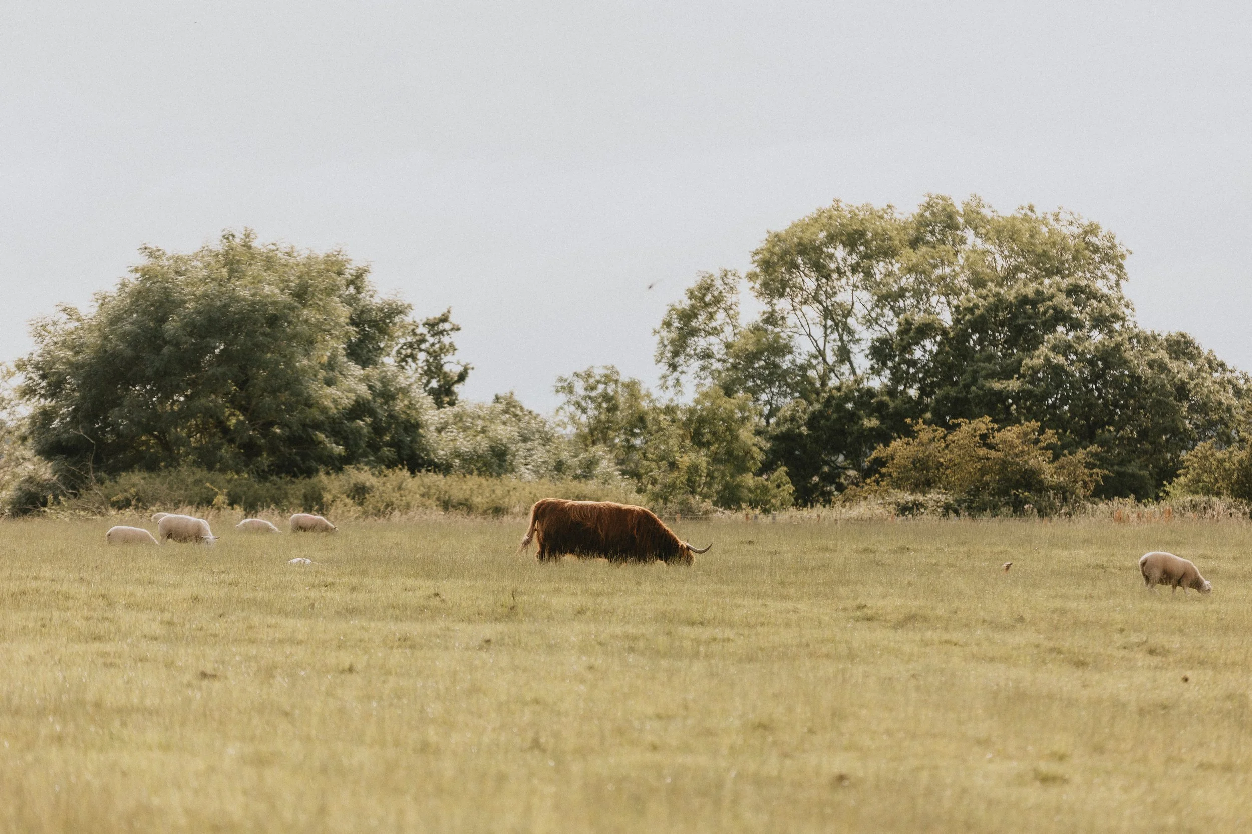 A Highland cow and several sheep grazing in a grassy field with trees in the background.